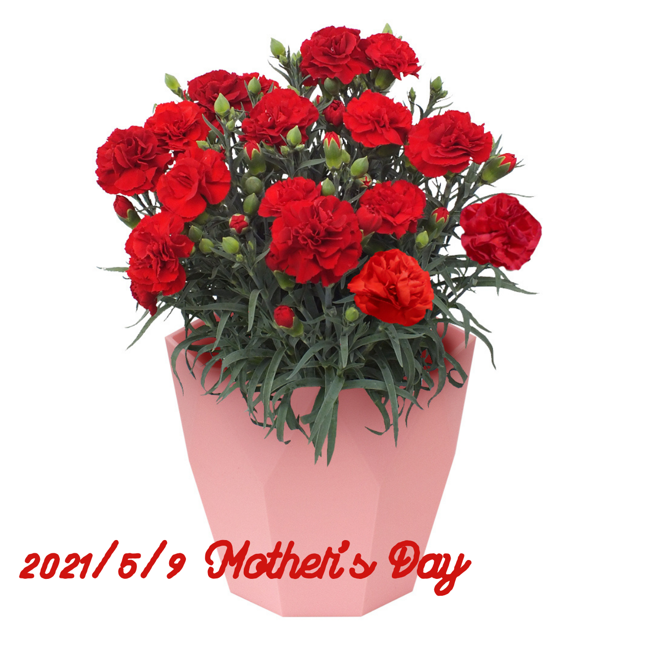 21 Mother S Day カーネーション鉢植え Red 母の日 鉢植え カーネーション 母の日ギフト 母の日 カーネーション カーネーション 鉢植え フラワーギフト フラワーギフト専門店 Conoka Online Shop お花や観葉植物で記念日 を彩る