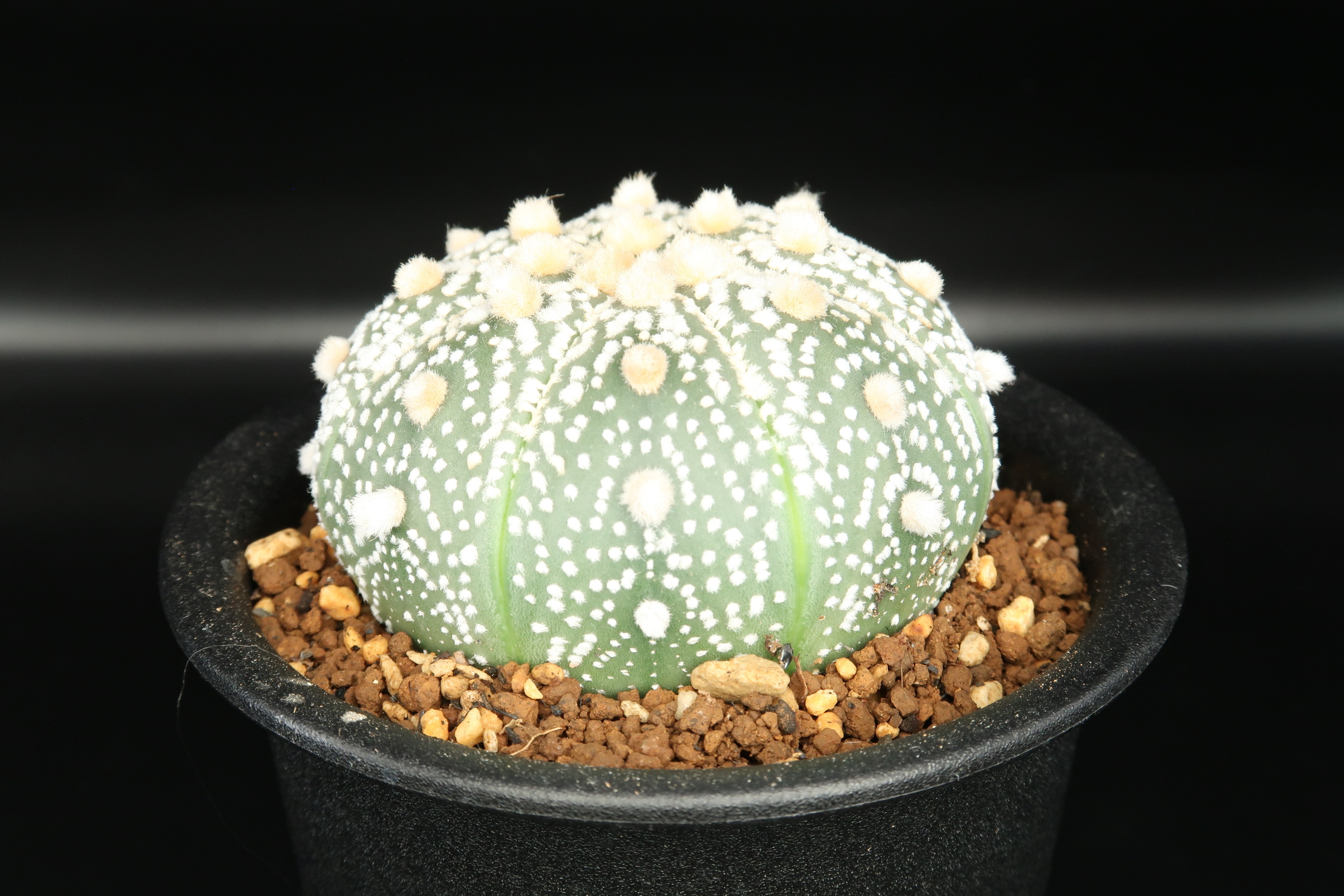 アストロフィツム 兜丸 Astrophytum サボテン Bios Plants