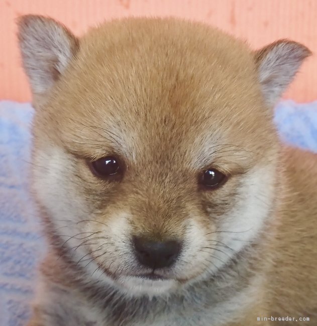 豆柴の子犬 毛色 赤 メス 成約済み まめしば亭