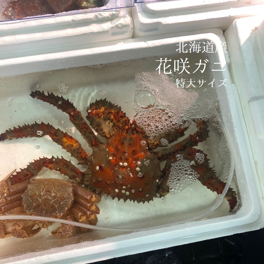 特大 活け 花咲蟹 北海道産 1 3 1 5kg サイズ 花咲ガニ1 5キロ 豊洲直送 Okawari 豊洲直送の高級海産物をお届け