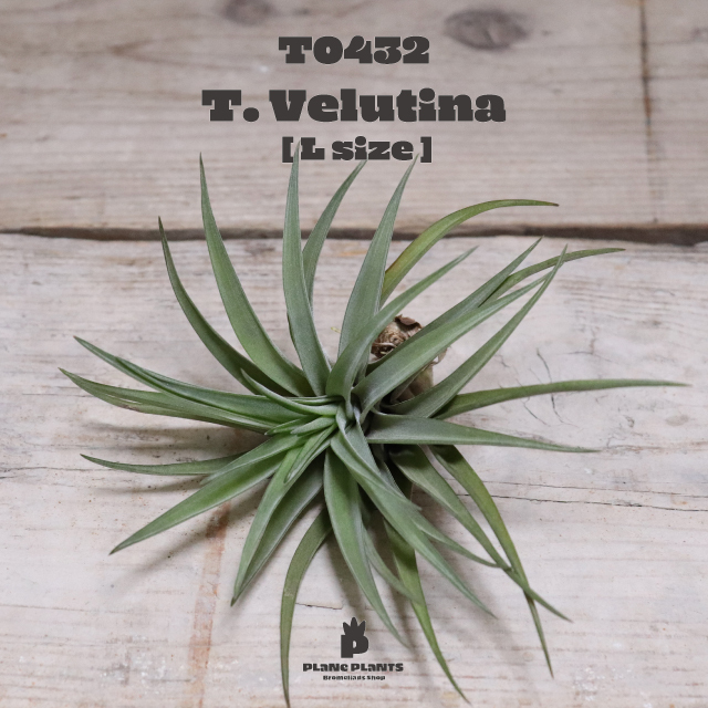 送料無料 ベルティナ L エアプランツ 現品発送t0432 Plane Plants