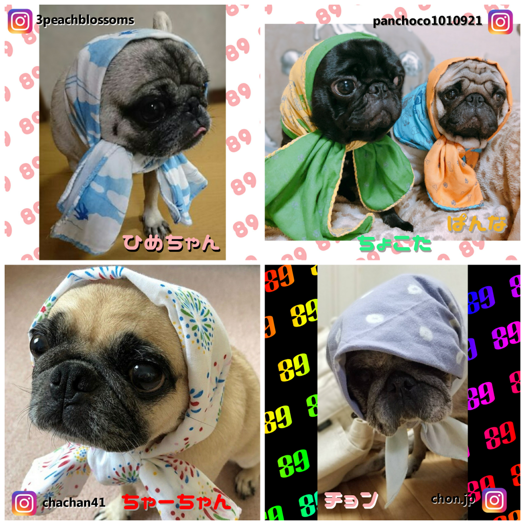 Poco 写真集 ほっかむりなおパグたち 18 Pug Poco オリジナルグッズ 通販