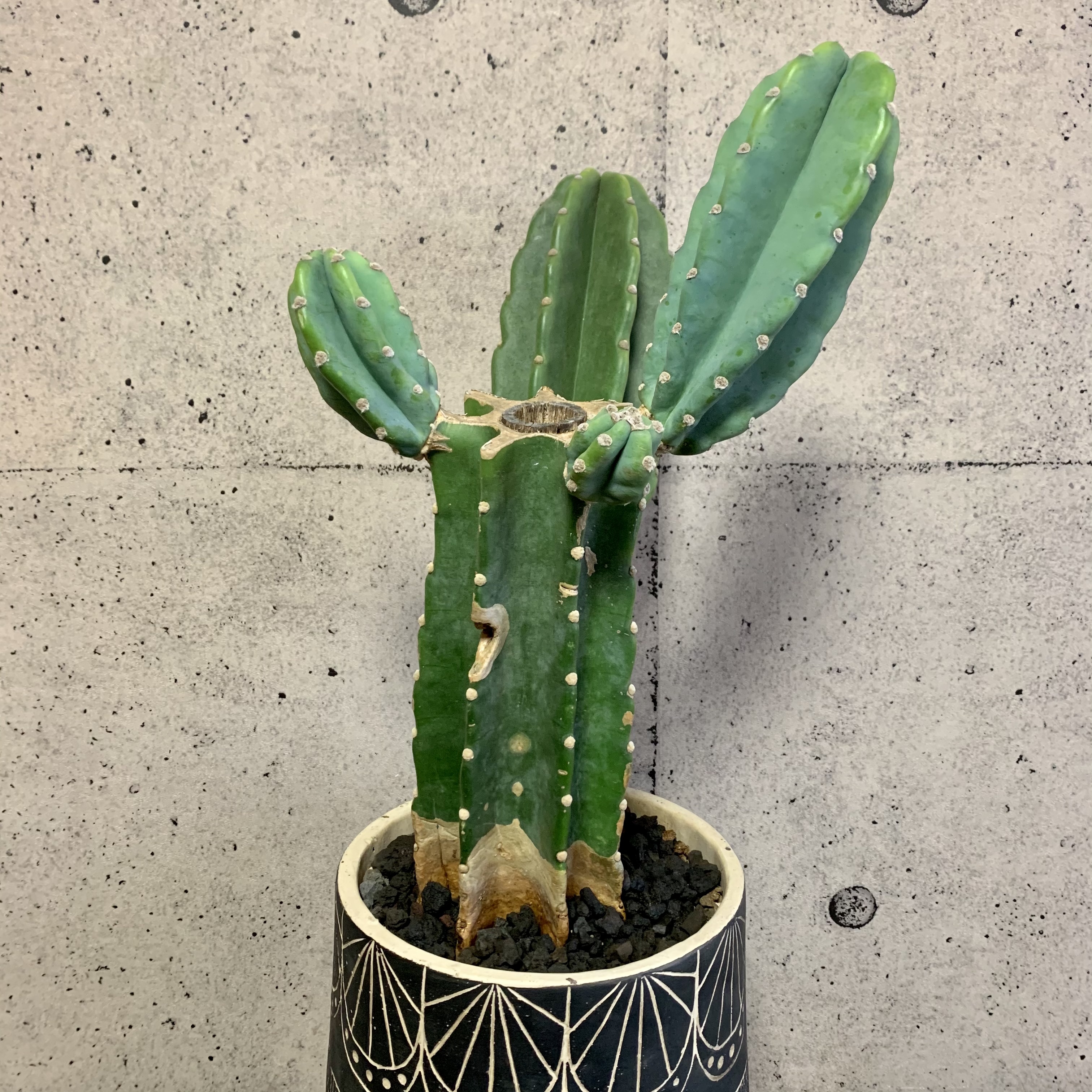 ［現品］7番　柱サボテン　鬼面角 ブランチ　8号　観葉植物　室内　おしゃれ 現品］まるでオブジェ！ 柱サボテン 鬼面角 ブランチ 8号 観葉