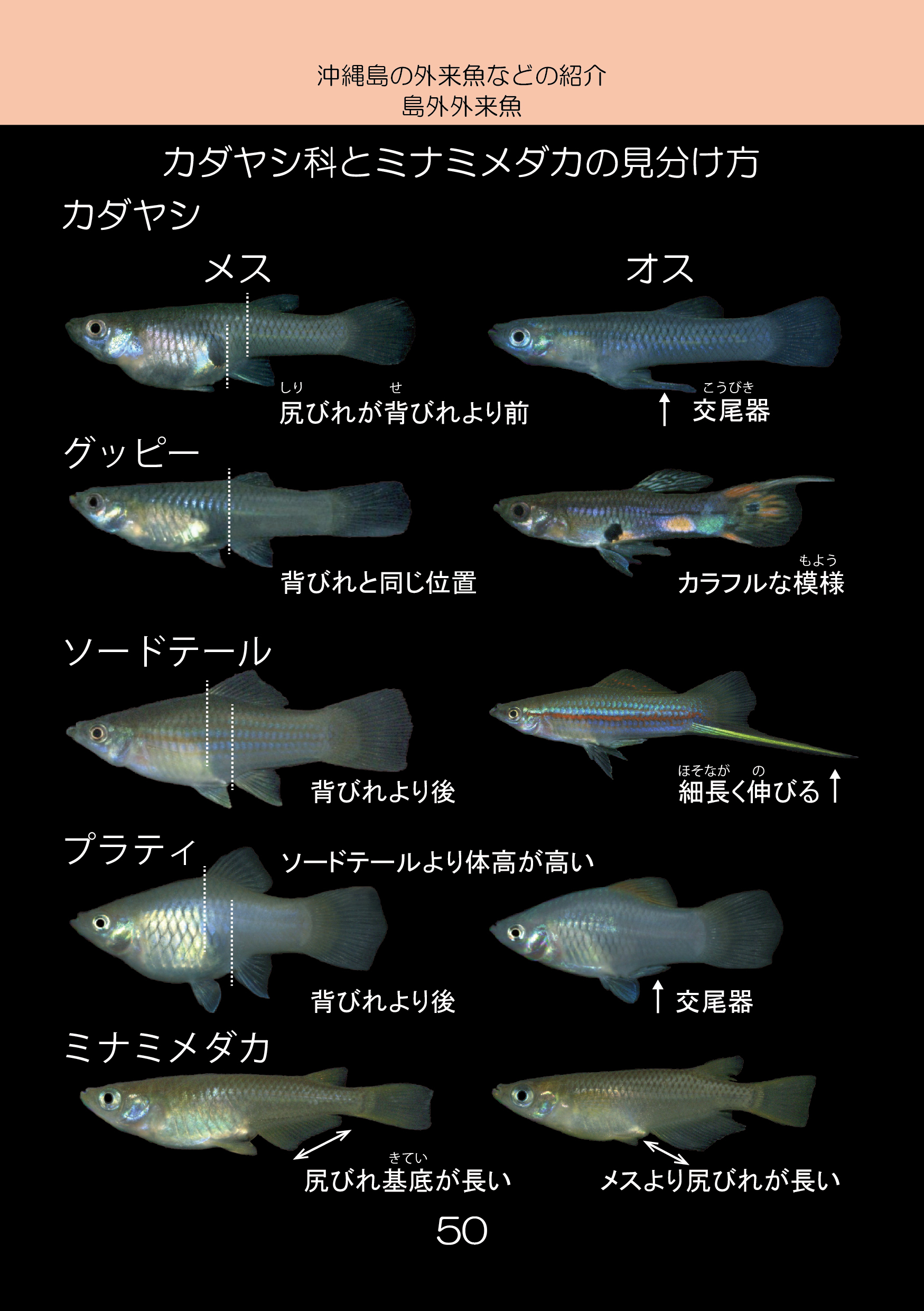 新版紙書籍 沖縄島の外来魚ガイド第三版 しまづ外来魚研究所オンラインショップ