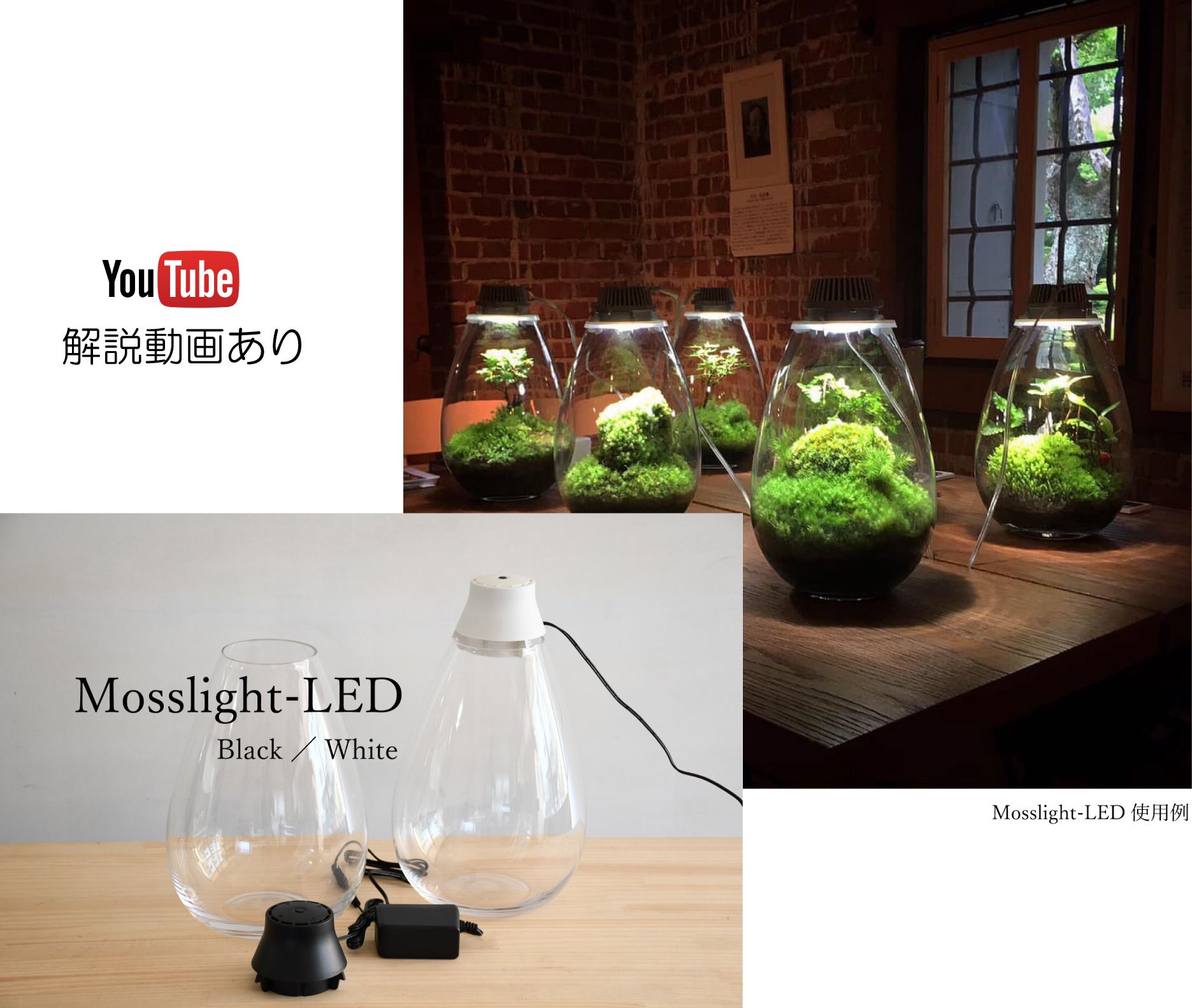 Led照明つきテラリウム容器 Mosslight Led モスライト 苔テラリウム専門ショップ道草