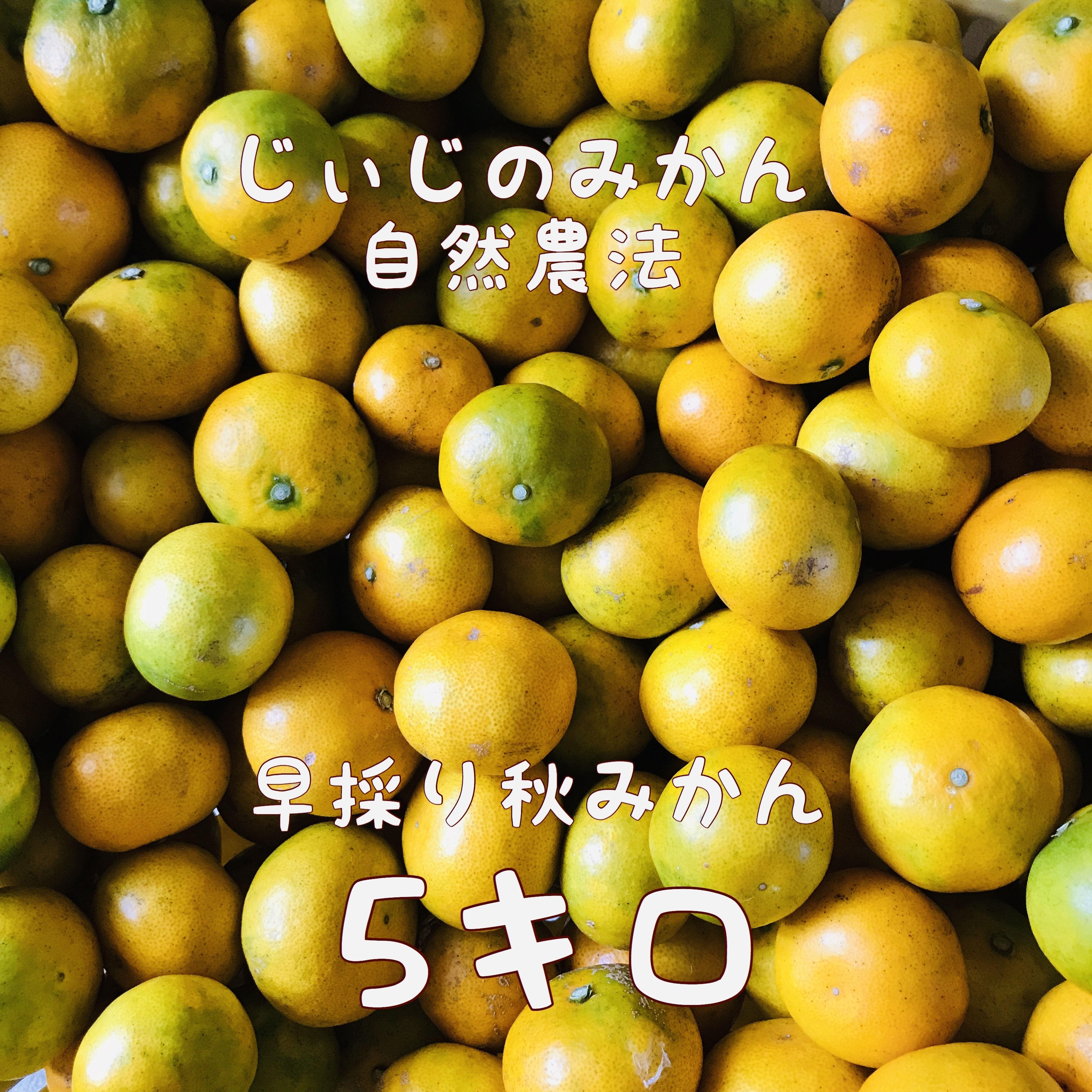 無肥料無農薬 早採れ秋みかん 小玉 じいじのみかん ５キロ 静岡県三ヶ日町産 送料込み 農家民宿カフェcoco Rin じぃじのみかん