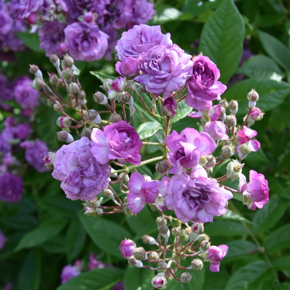 ローズマリー ヴィオー 天空のバラ園 無農薬バラ苗 花苗 クレマチス ハーブ産直販売