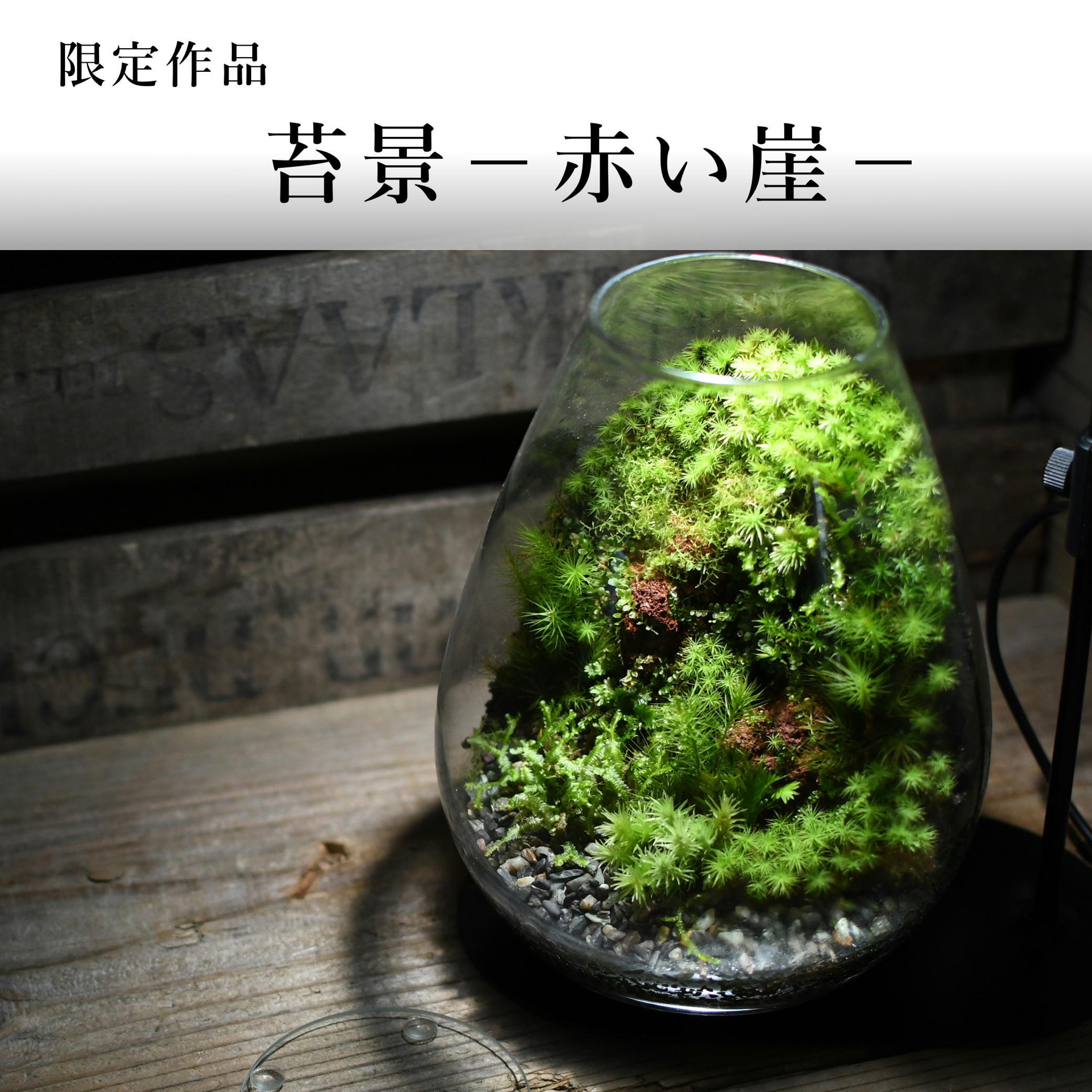 苔景 赤い崖 21 7 30 1 苔テラリウム 現物限定販売 苔テラリウム専門ショップ道草