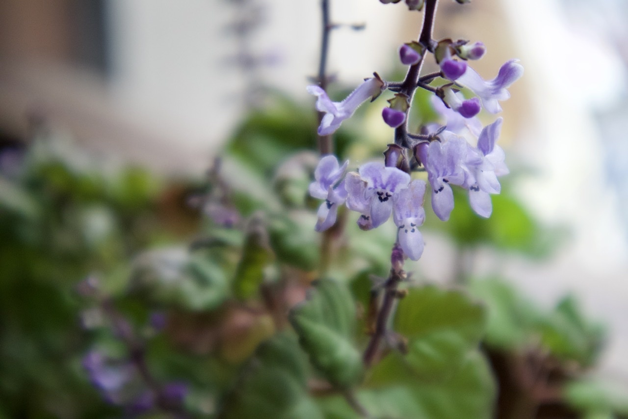 プレクトランサス エルンスティー くるみどり