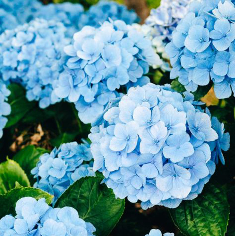 即納 全国送料無料 即納可能 F Style Flower Pen 押花 ボールペン Tfb 紫陽花 5色 即納可能 名入れ 1万円台 人気の Institutoedinheiromarica Org