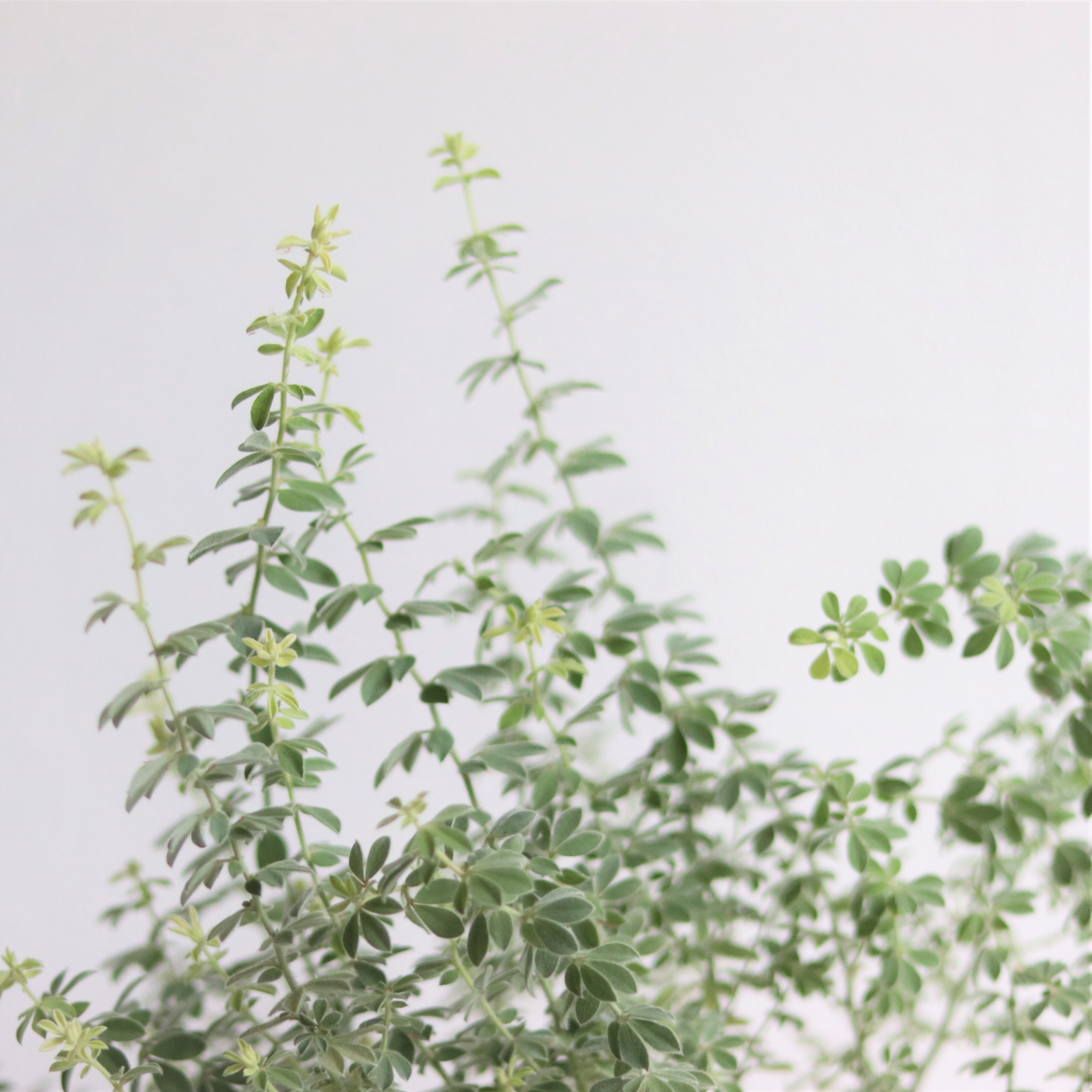 グリーン ロータス ブリムストーン ジーフラットインテリアショップ