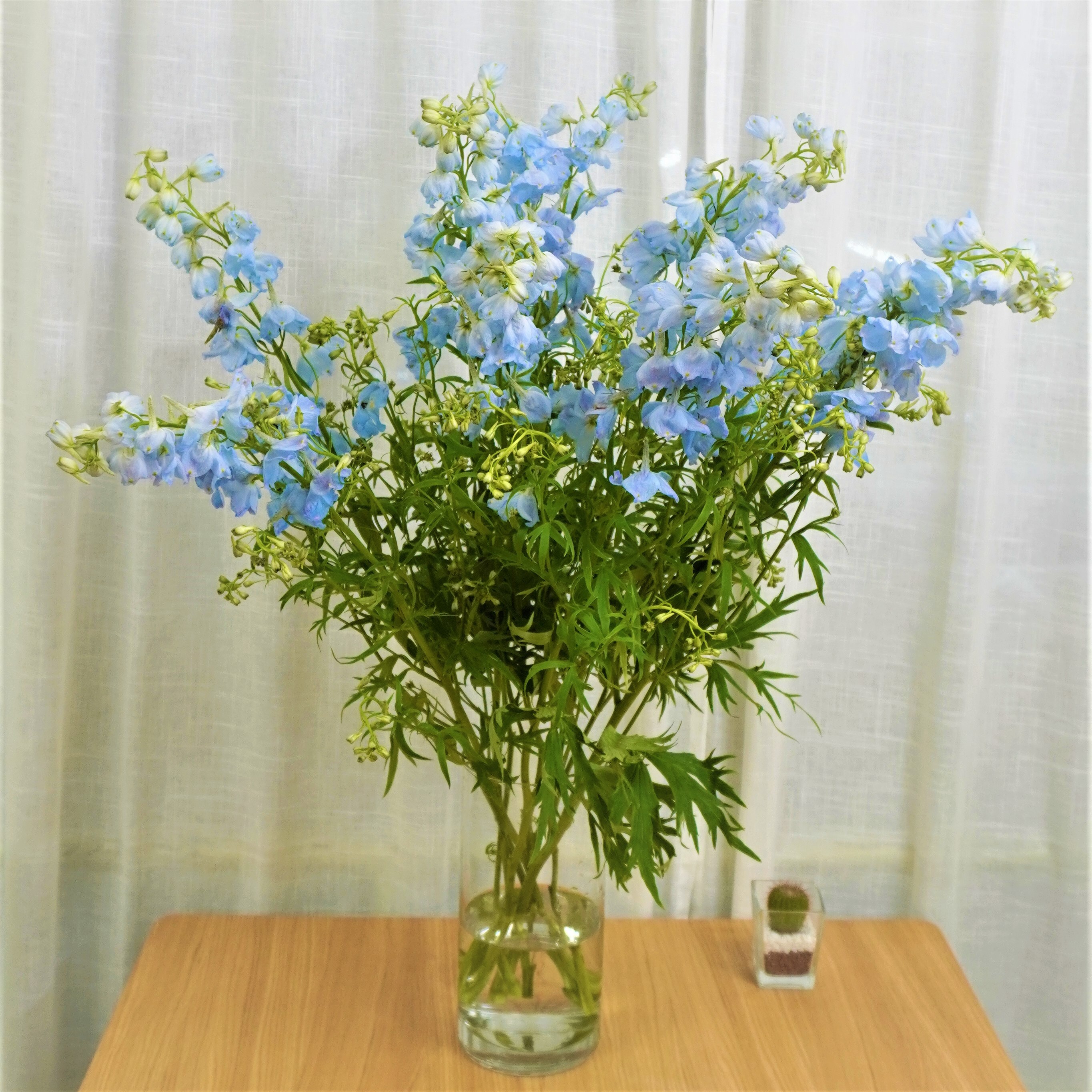 デルフィニウム ボルクレイド 10本 よいはな Yoihana 最高品質のお花をお届けするネット通販