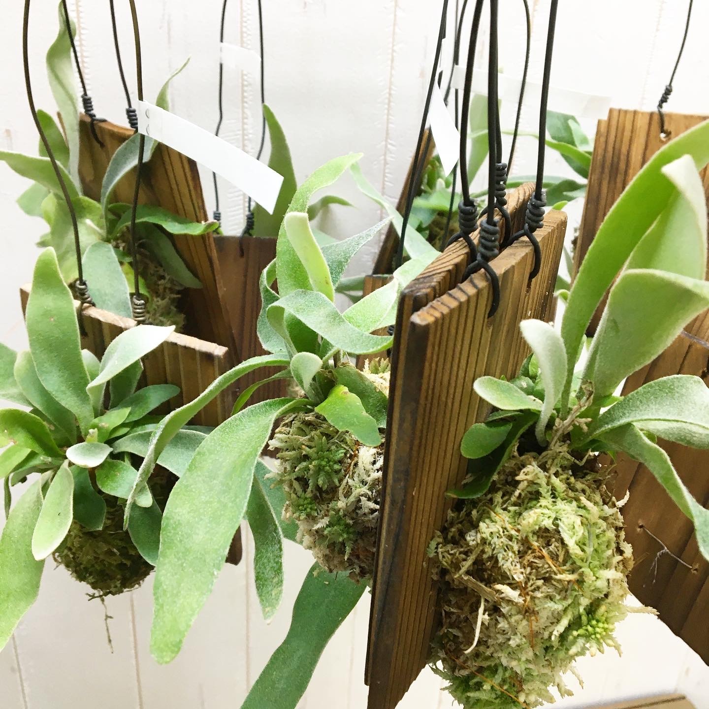 コウモリラン ビカクシダ ビーチー 板付 Plants Shop Olive