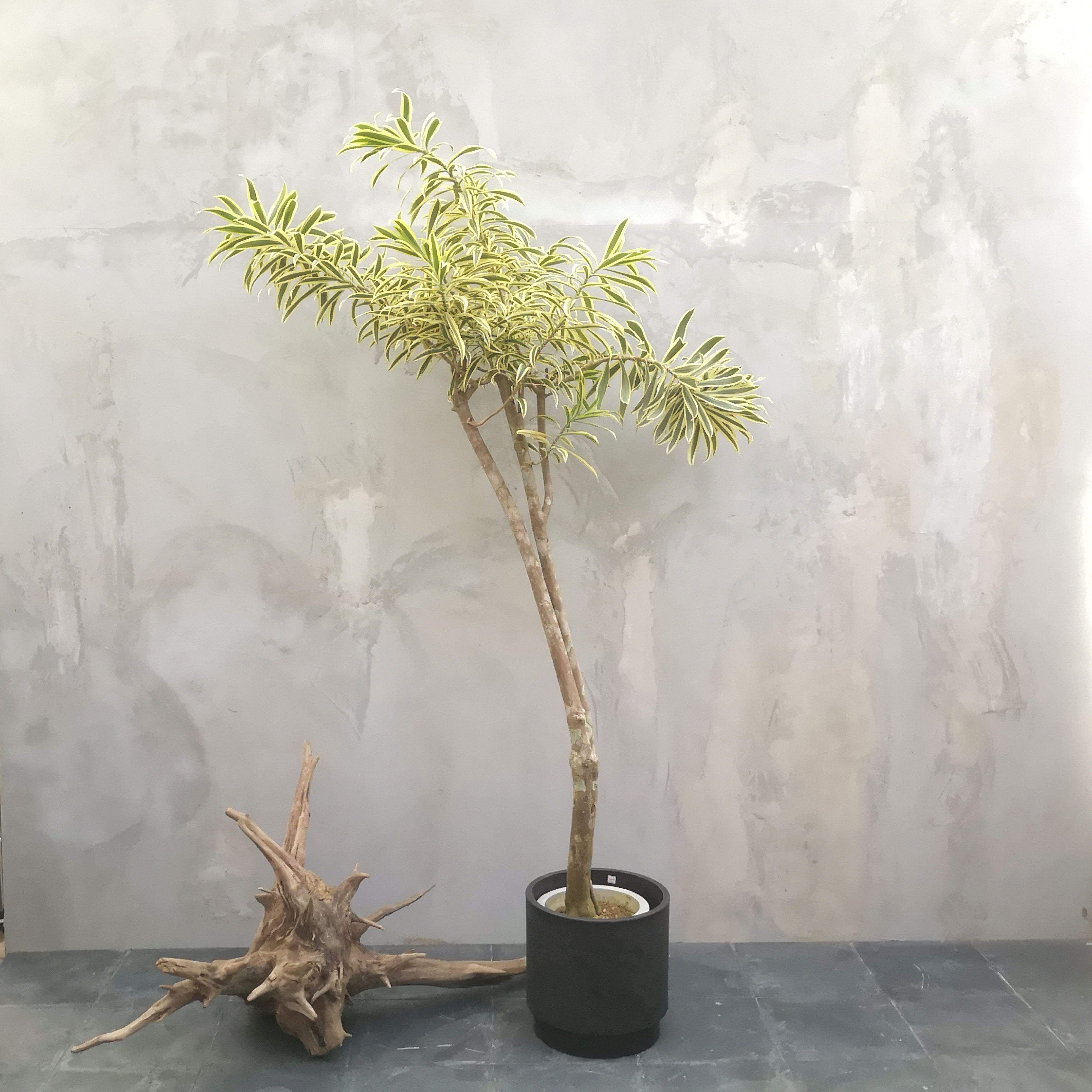 現物一点物 観葉植物 ソングオブインディオ 中型 配送近隣限定 And Leaf アンドリーフ 観葉植物 大阪市 インテリア 送料無料