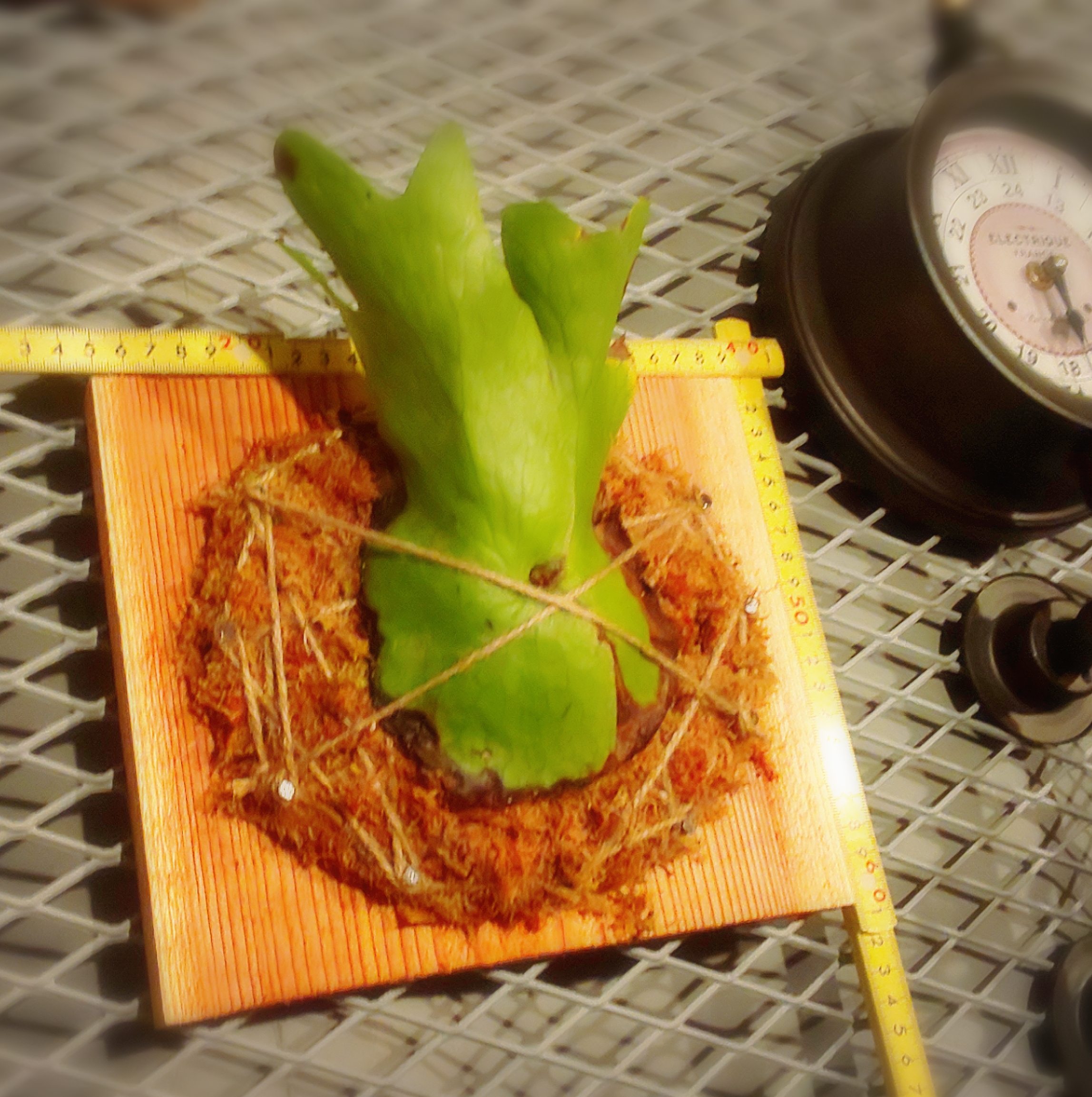 ビカクシダ ホルタミー P Holttumii Wild Fern Garden