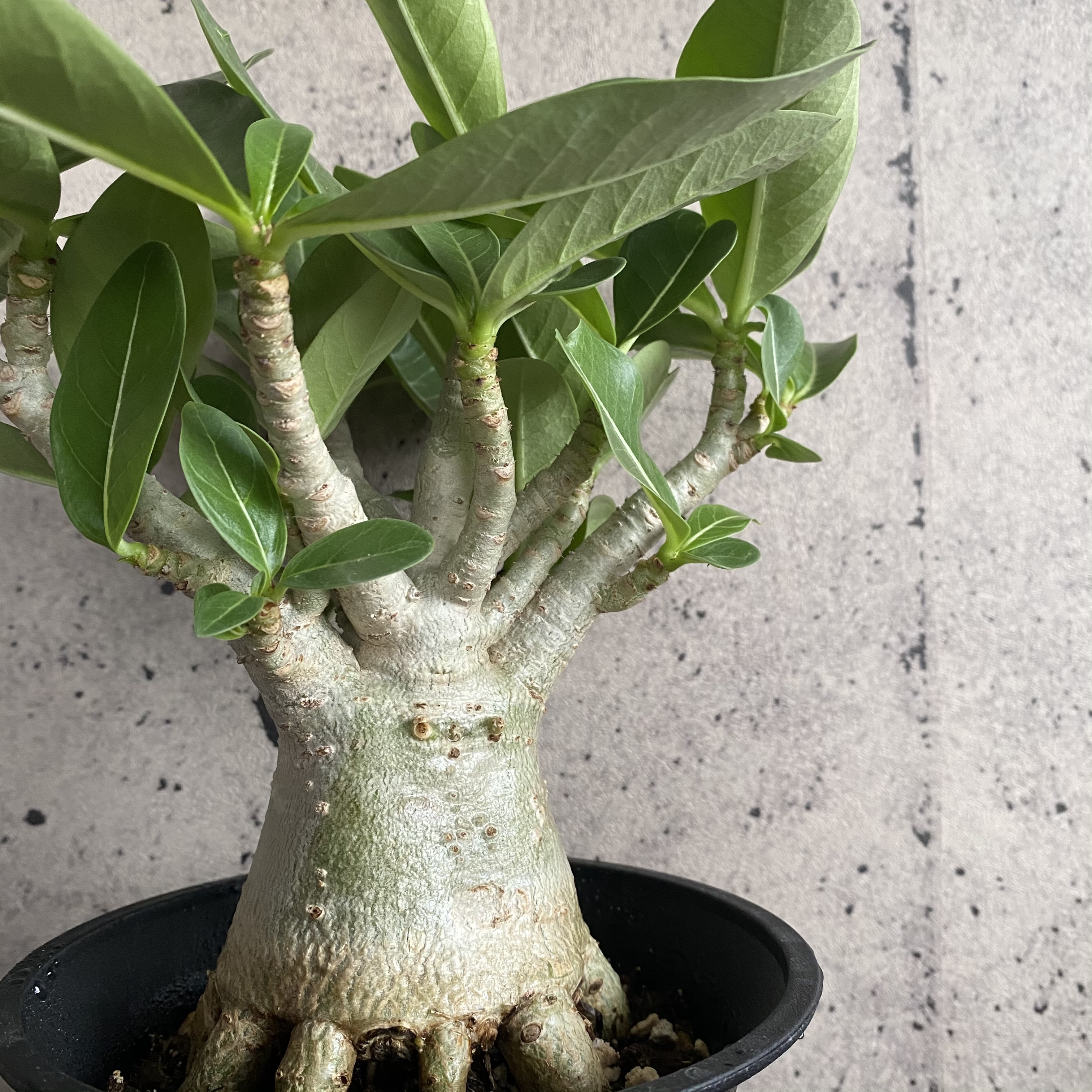 レア アデニウム アラビカム 根上り タコ足 Planet Plants プラネットプランツ