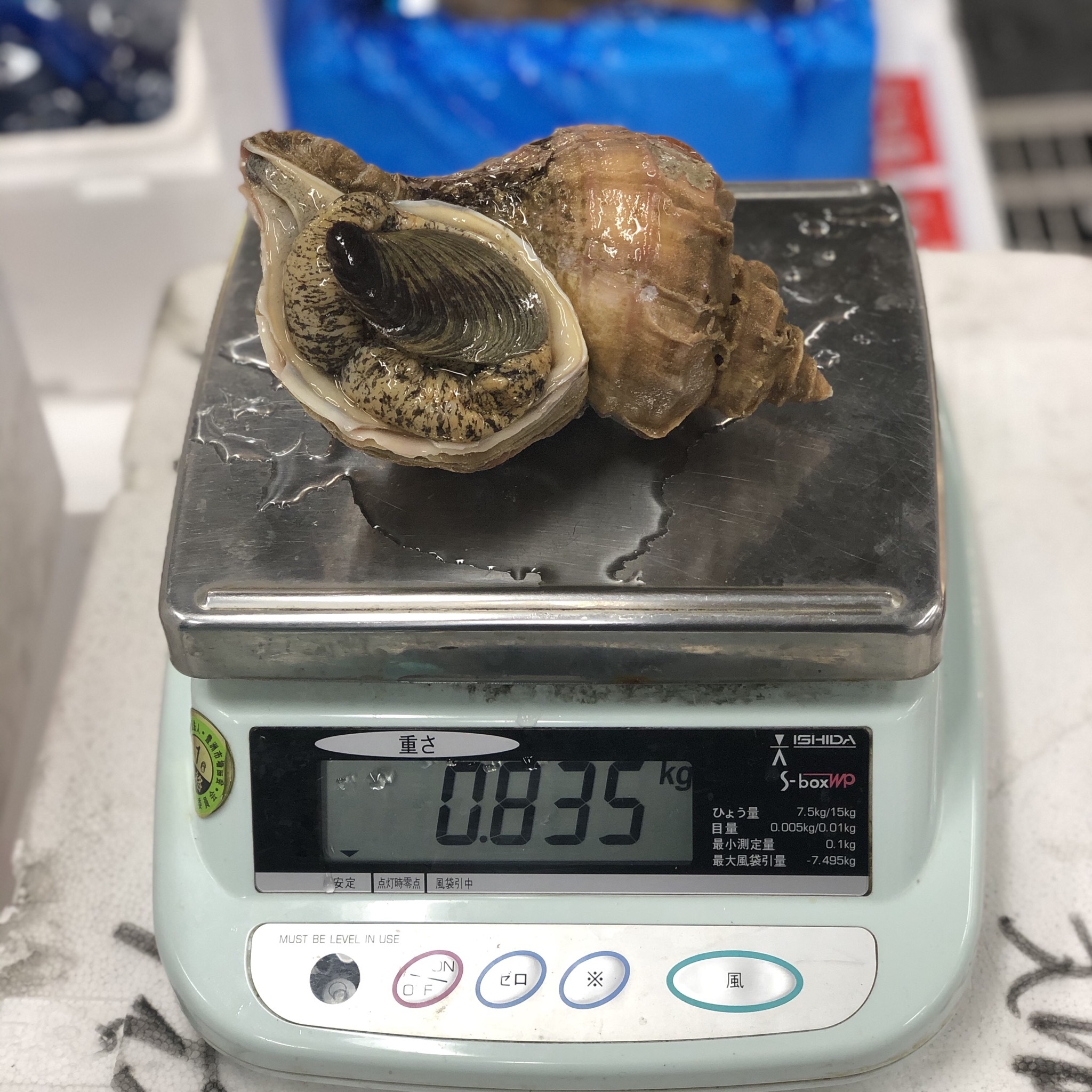 真ツブ貝 超特大 800gアップ 北海道産 高級貝類 真粒貝800g 冷蔵 Okawari 豊洲直送の高級海産物をお届け