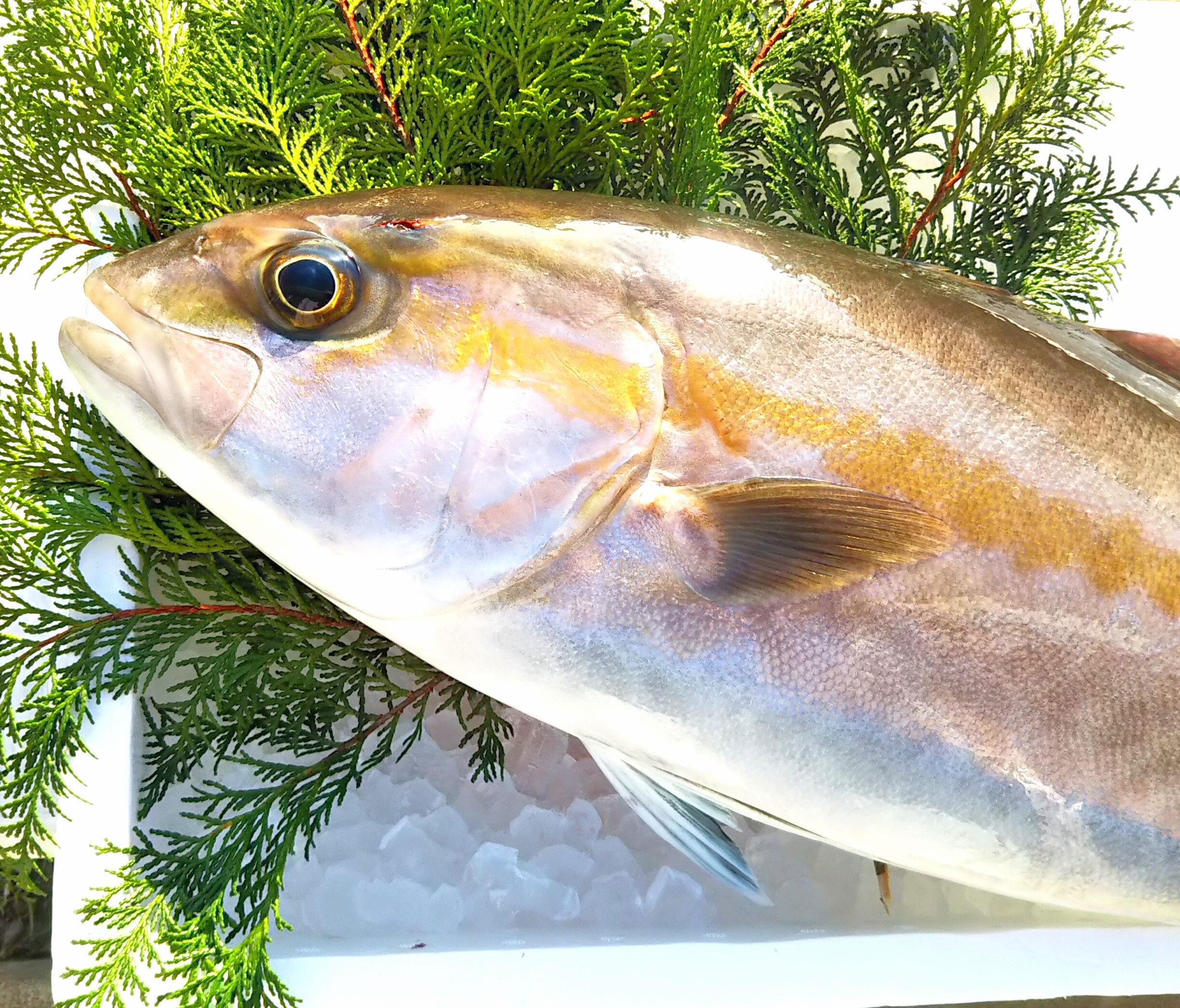 熊本県天草産 養殖カンパチフィーレ半身 恵比寿鮮魚店