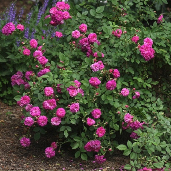 スイート チャリオット 天空のバラ園 無農薬バラ苗 花苗 クレマチス ハーブ産直販売