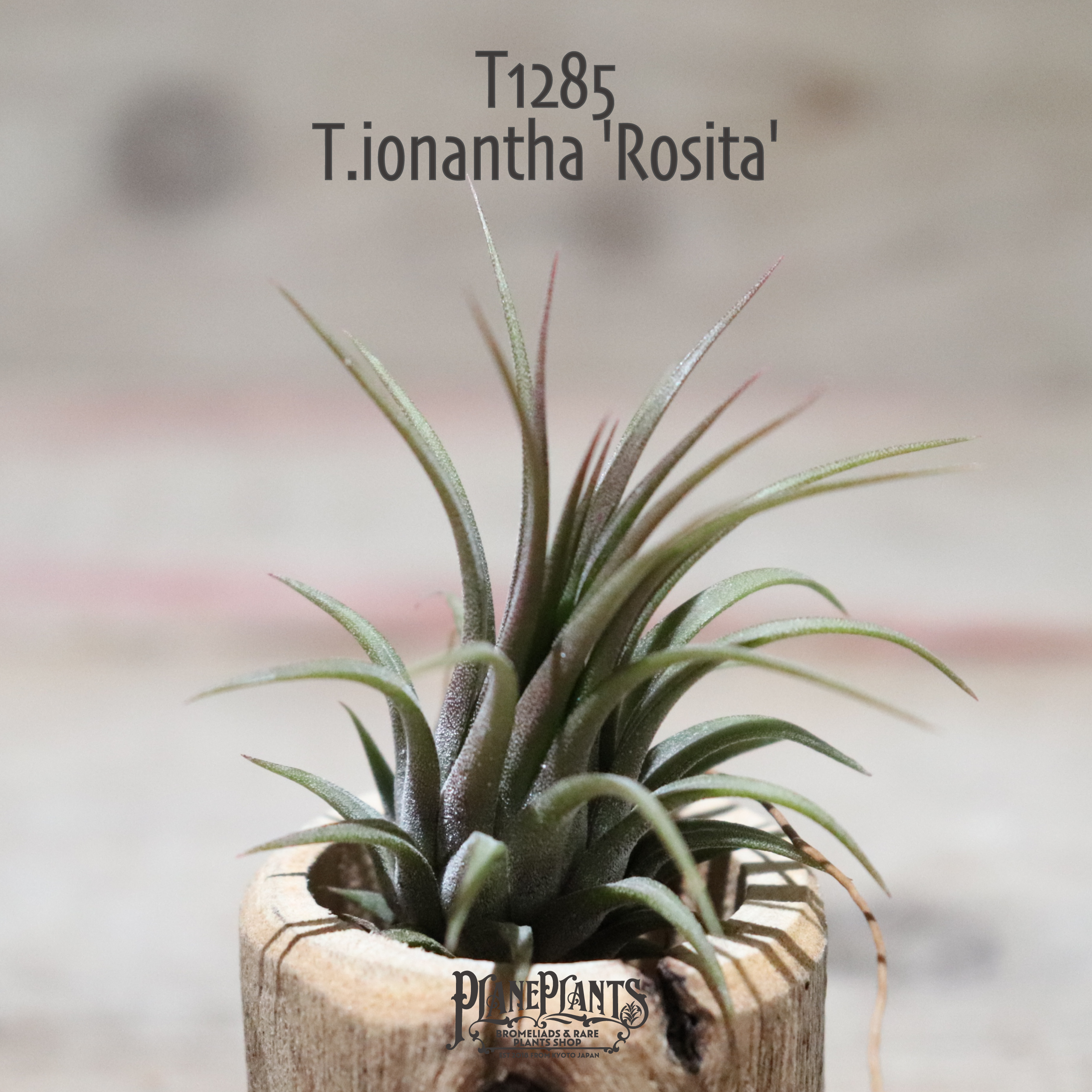 送料無料 Ionantha Rosita エアプランツ 現品発送t1285 Plane Plants