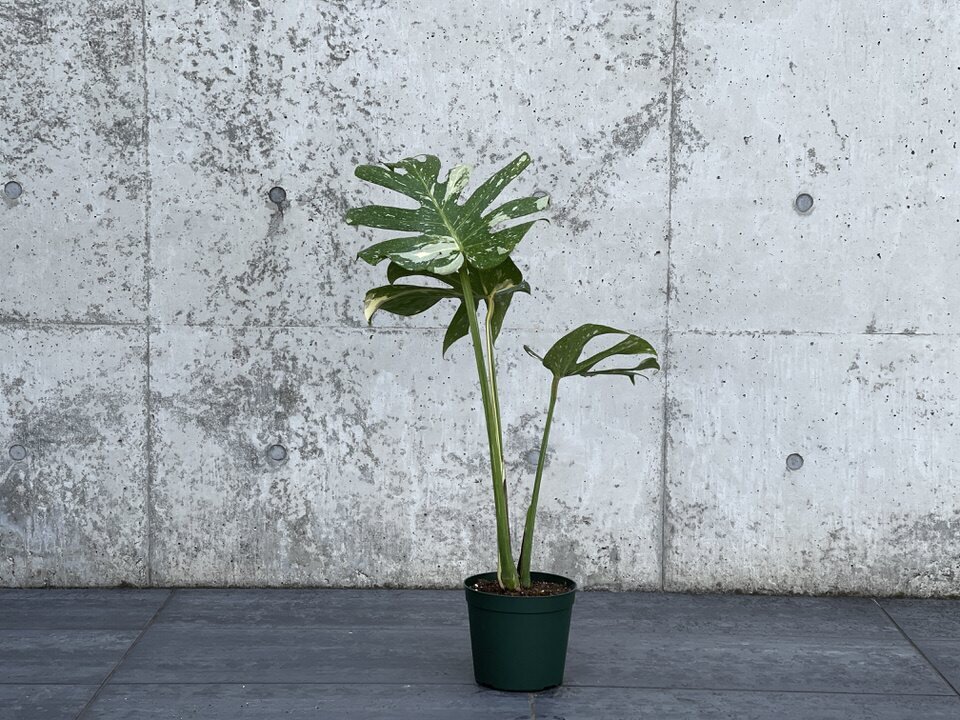 希少種 モンステラ デリシオーサ タイコンステレーション 送料税込 0714 Irodorimidori Green Market