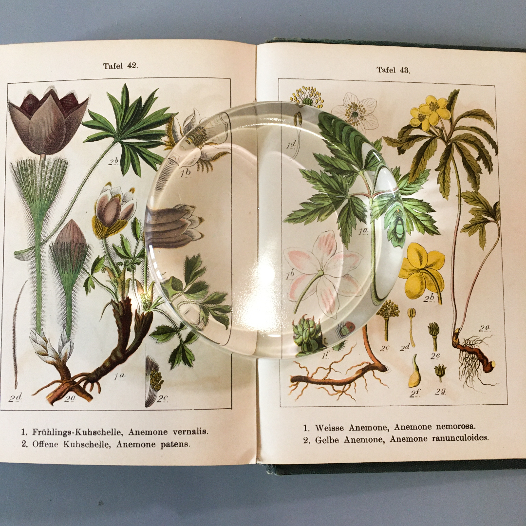 ドイツの植物図鑑 J Sturm Vol 5 1901年 ボタニカル ビンテージ ヴィンテージ ヤーコブ シュトルム 植物画 博物画 べるりんのーと