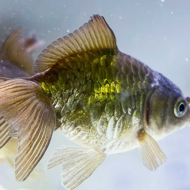 国産 金魚 当店産 鏡鱗オランダ 1匹 7 9センチ前後 選びなし 1匹 金魚 生体 Sakuraさらさ