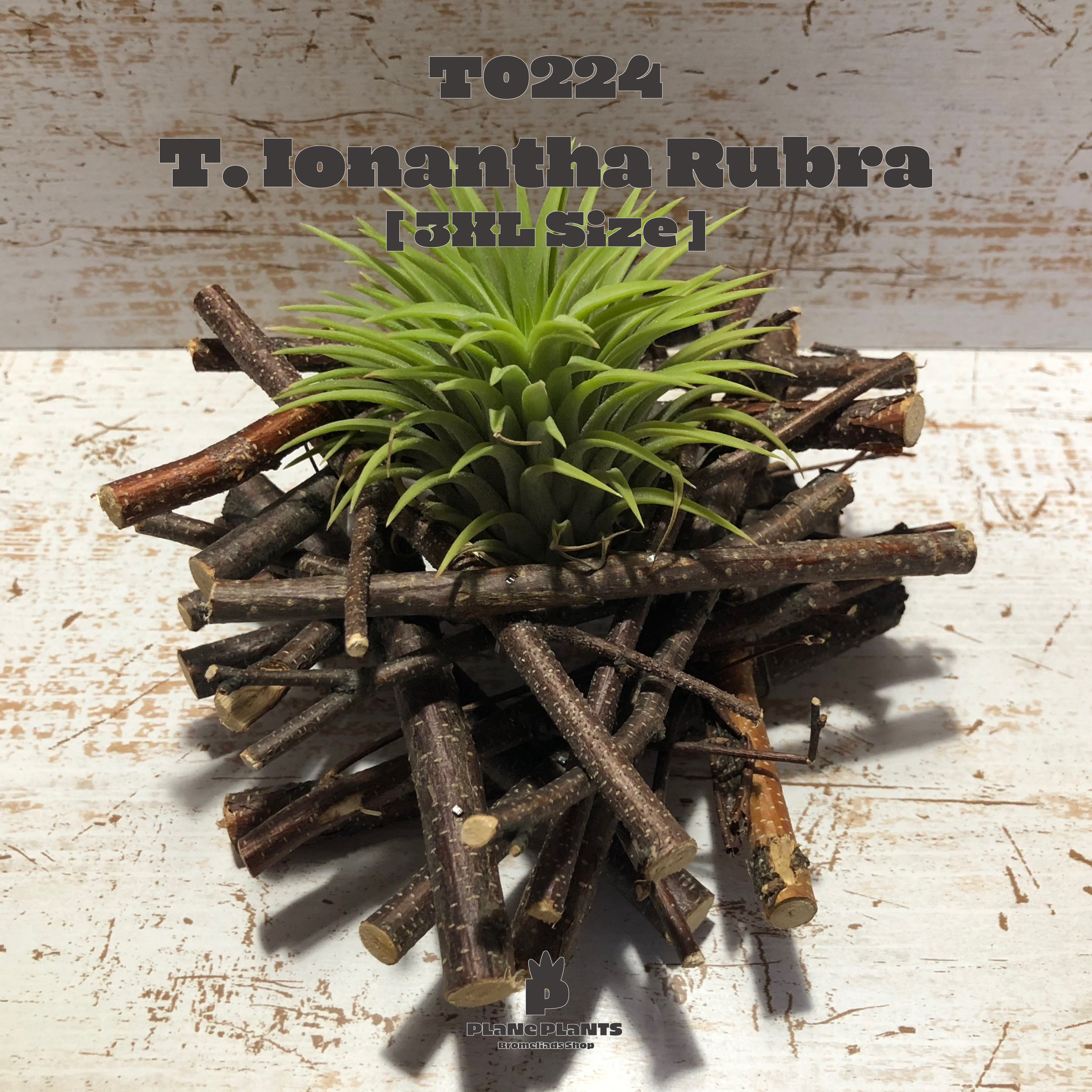 送料無料 イオナンタ ルブラ 3xl エアプランツ 現品発送t0224 Plane Plants