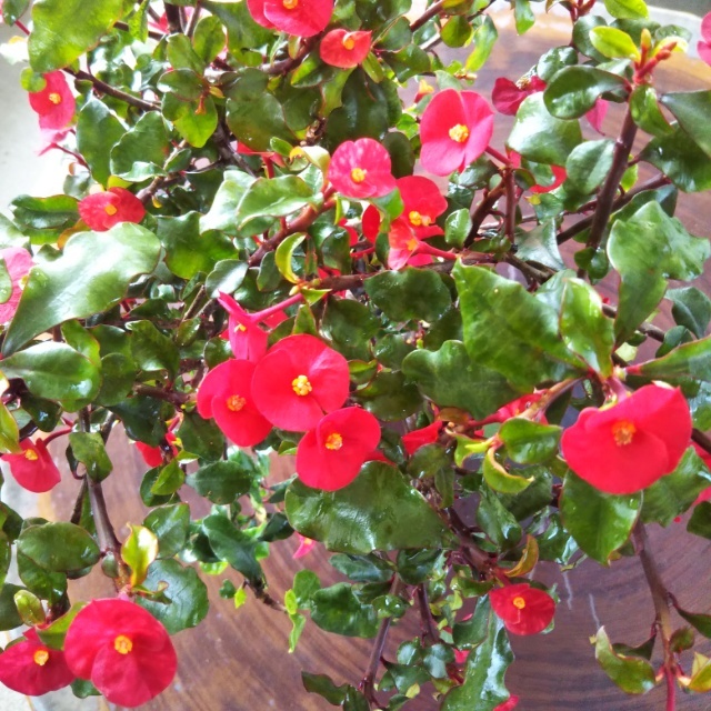 トゲなし花キリン9cmポット苗 Hanazukin 花ずきん 農家直送の花苗 シンビジュームの花束