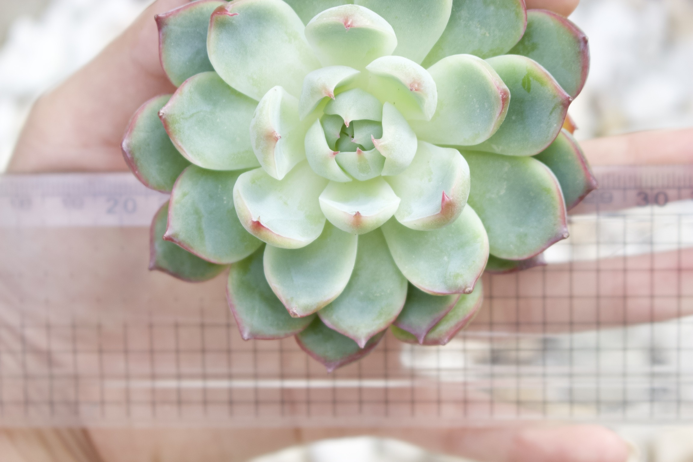 ピンククリスタル 多肉植物 韓国苗 多肉植物専門店たーにっく