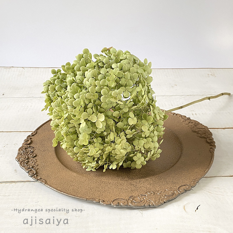 数量限定 大きめアナベル ドライフラワー ステム付き １輪 紫陽花 アジサイ 埼玉県産 自然素材こわけ専門店 あじさいや