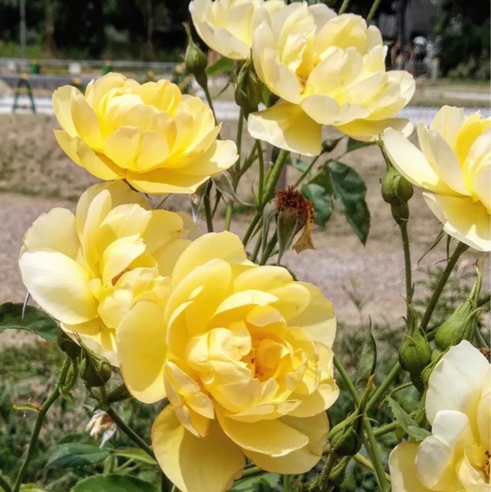 バターカップ 天空のバラ園 無農薬バラ苗 花苗 クレマチス ハーブ産直販売