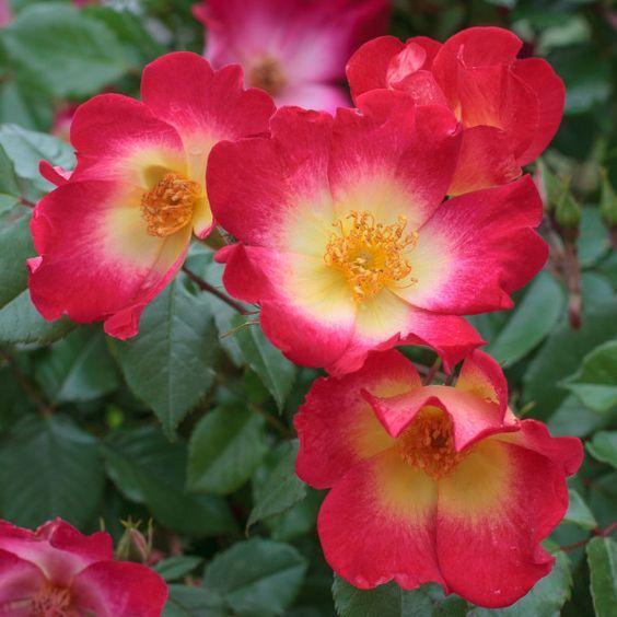 コクテール カクテル 天空のバラ園 無農薬バラ苗 花苗 クレマチス ハーブ産直販売