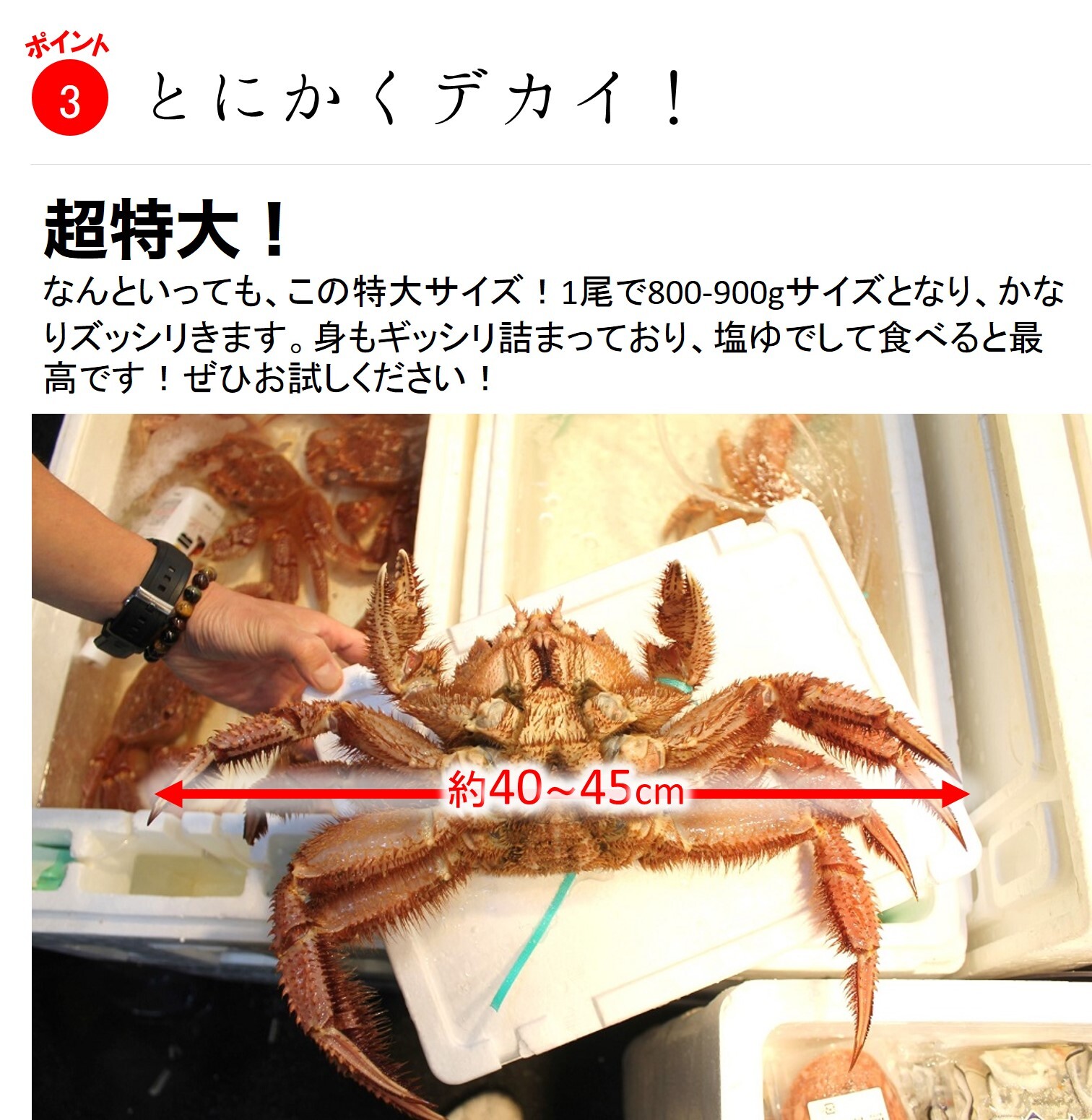 特大活毛ガニ 最高級品 北海道産 約800 900g 1杯 豊洲直送 贈答 グルメ 鮮魚 毛蟹 活毛ガニ800 900g 冷蔵 Okawari 豊洲直送の高級海産物をお届け