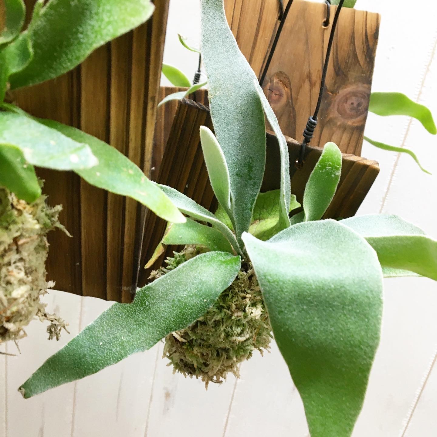 コウモリラン ビカクシダ ビーチー 板付 Plants Shop Olive