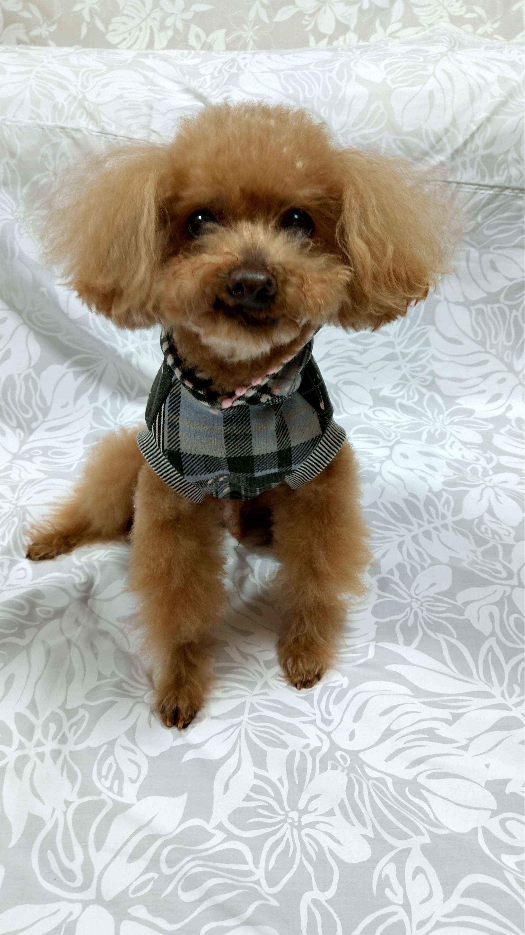 ボンボンパーカー ブラック ハワイアンドッググッズ ウェアのmakamakahawaii