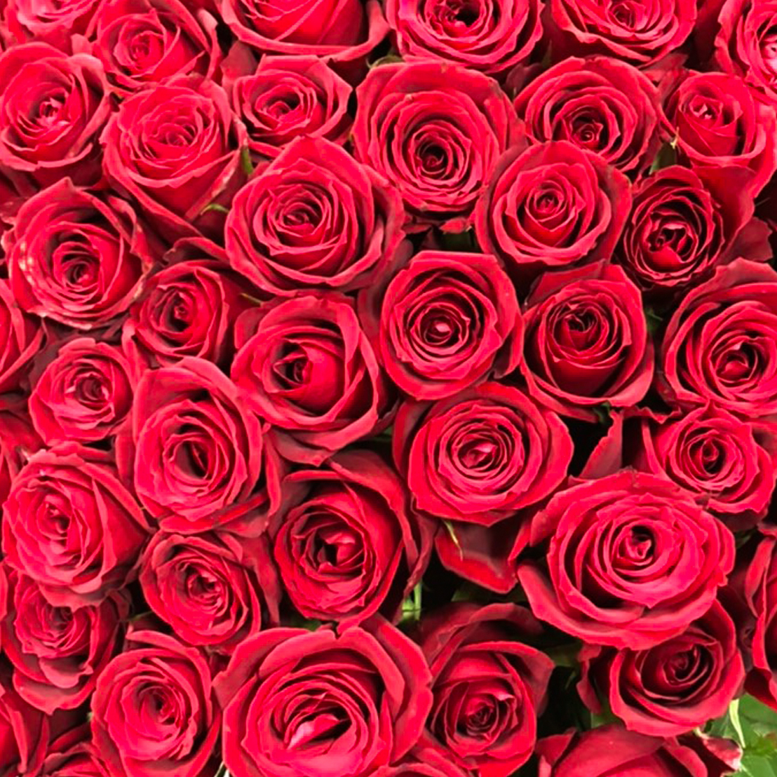 バラの定期便 特選ローズ 月1回お届け 美しい薔薇に囲まれた素敵な毎日を フラワーロス支援 スマイルフラワープロジェクト