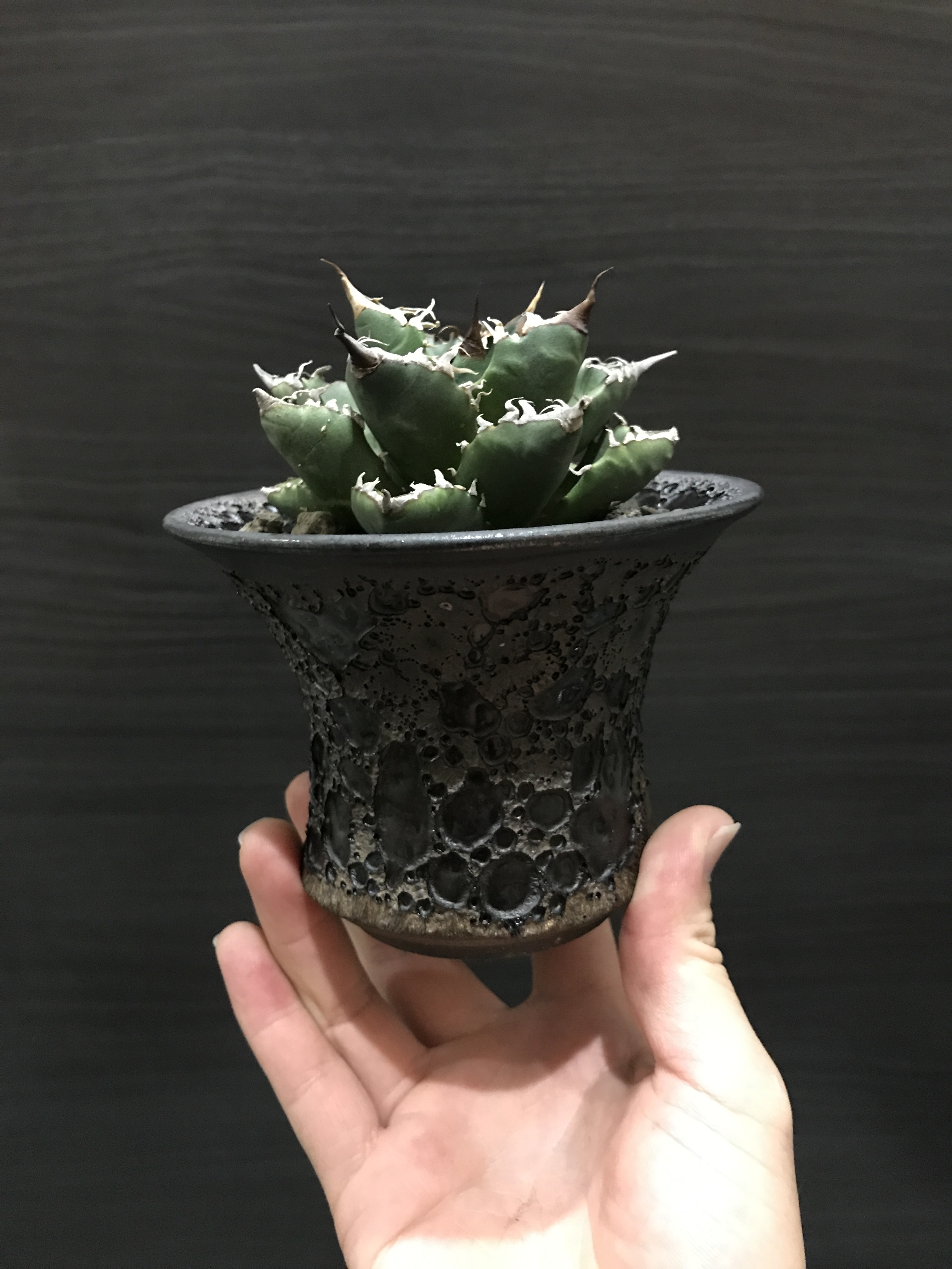 アガベ チタノタ Fo76 ドワーフタイプ アガベ全般 アガベチタノタ小売 卸 育て方 陶器鉢の販売osp