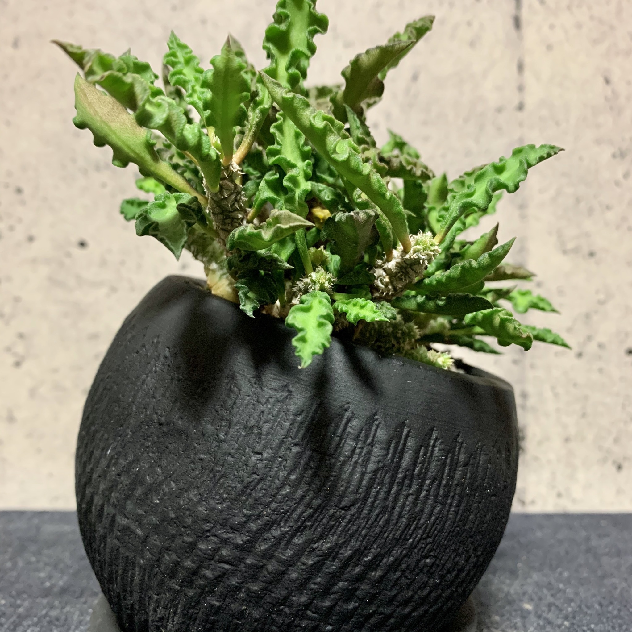 ユーフォルビア デカリー マットブラックポット Planet Plants プラネットプランツ