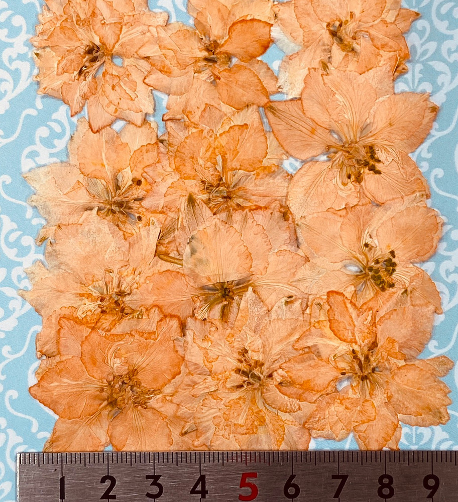コンパクト押し花 千鳥草 ピーチオレンジ 着色12枚 少量をパックにしてお届け 押し花素材 はなはなぐりゅっけ