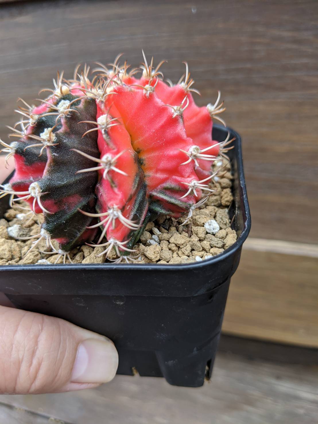 Gymnocalycium Mihanovichii 緋牡丹錦 サボテン Plants Maru ー 多肉植物 サボテン 園芸グッズのお店 ー