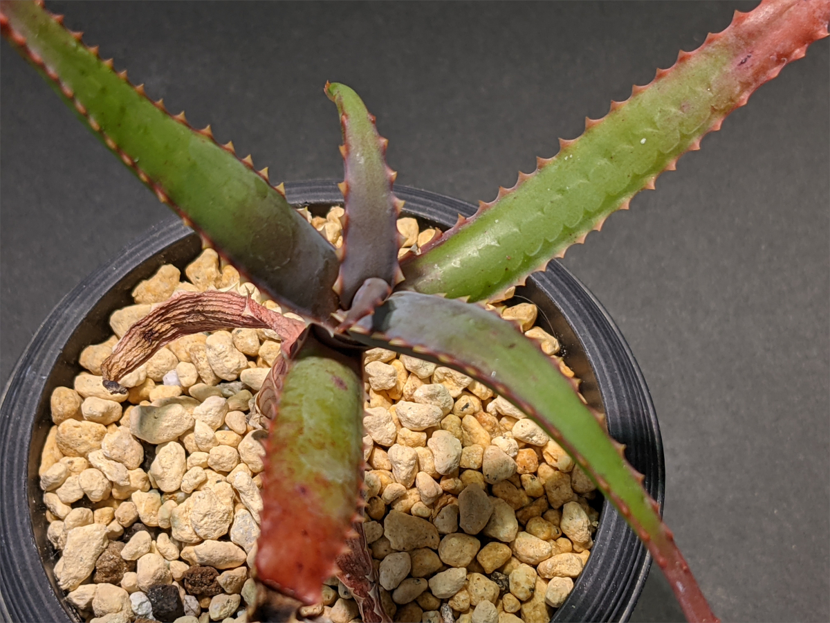 Aloe Sp Rauh Aff Delphinensis アロエsp ラウ デルフィネンシス サボテンと多肉植物の店 サイベリア