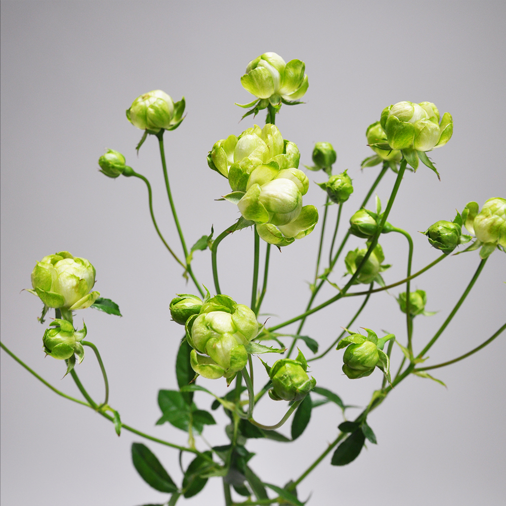 Rose エクレール10本 Jaしみず バラ部会 よいはな Yoihana 最高品質のお花をお届けするネット通販