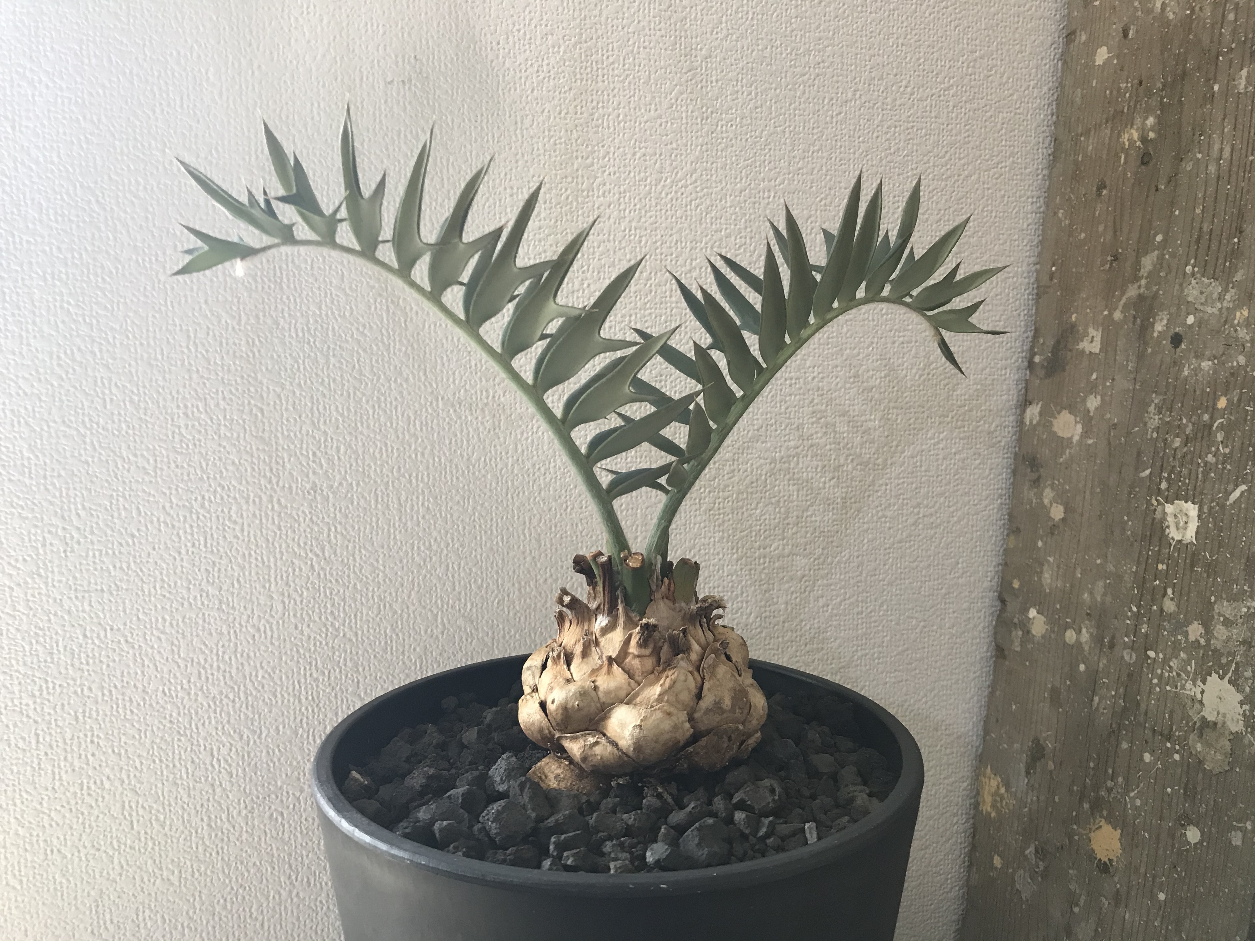 超大特価 ソテツ エンセファラトス ホリダス 実生 現品 一品限り Encephalartos Horridus 速達メール便 Www Jaindentalcare Com