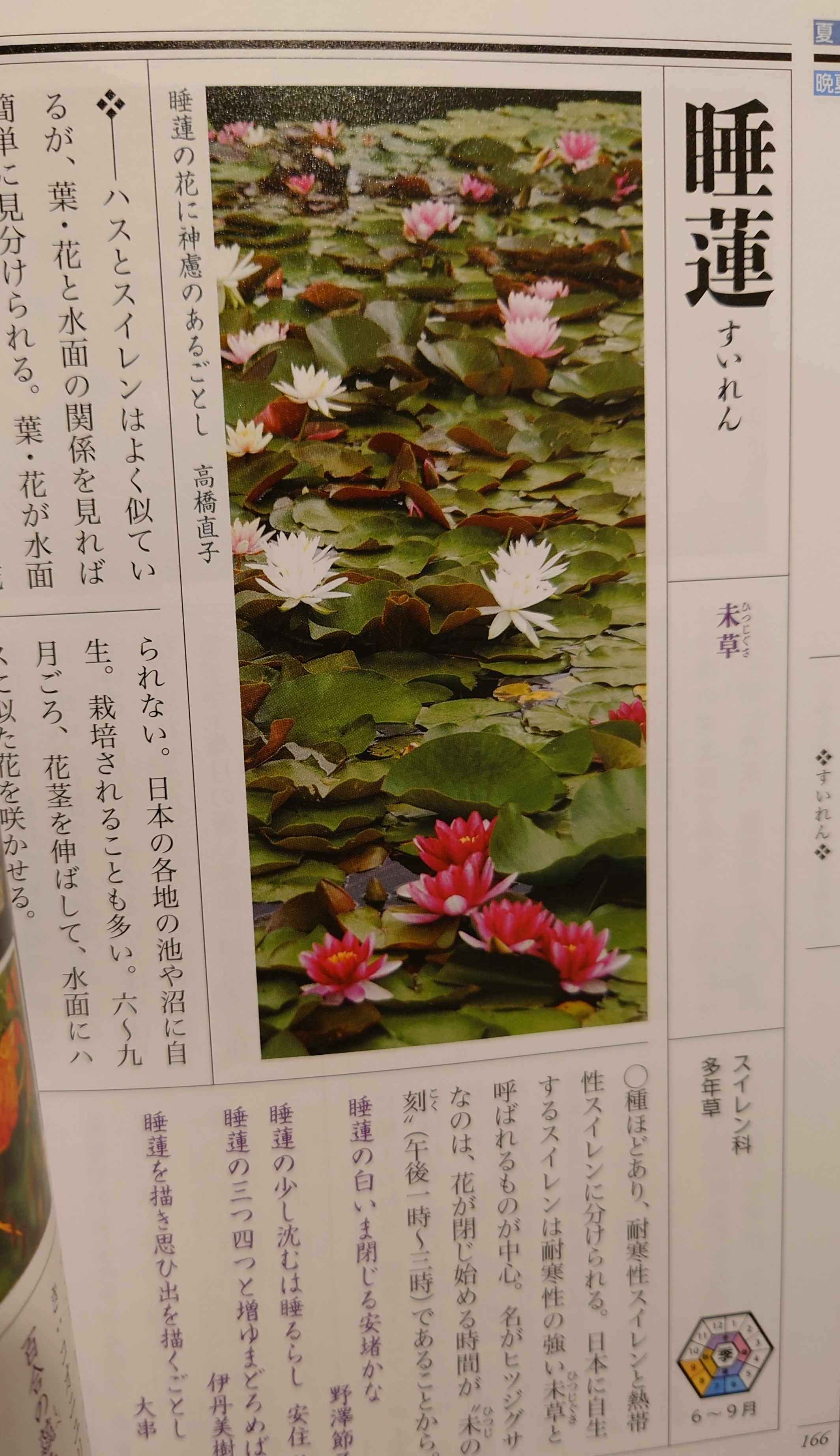 俳句でつかう 季語の植物図鑑 弥生坂 緑の本棚