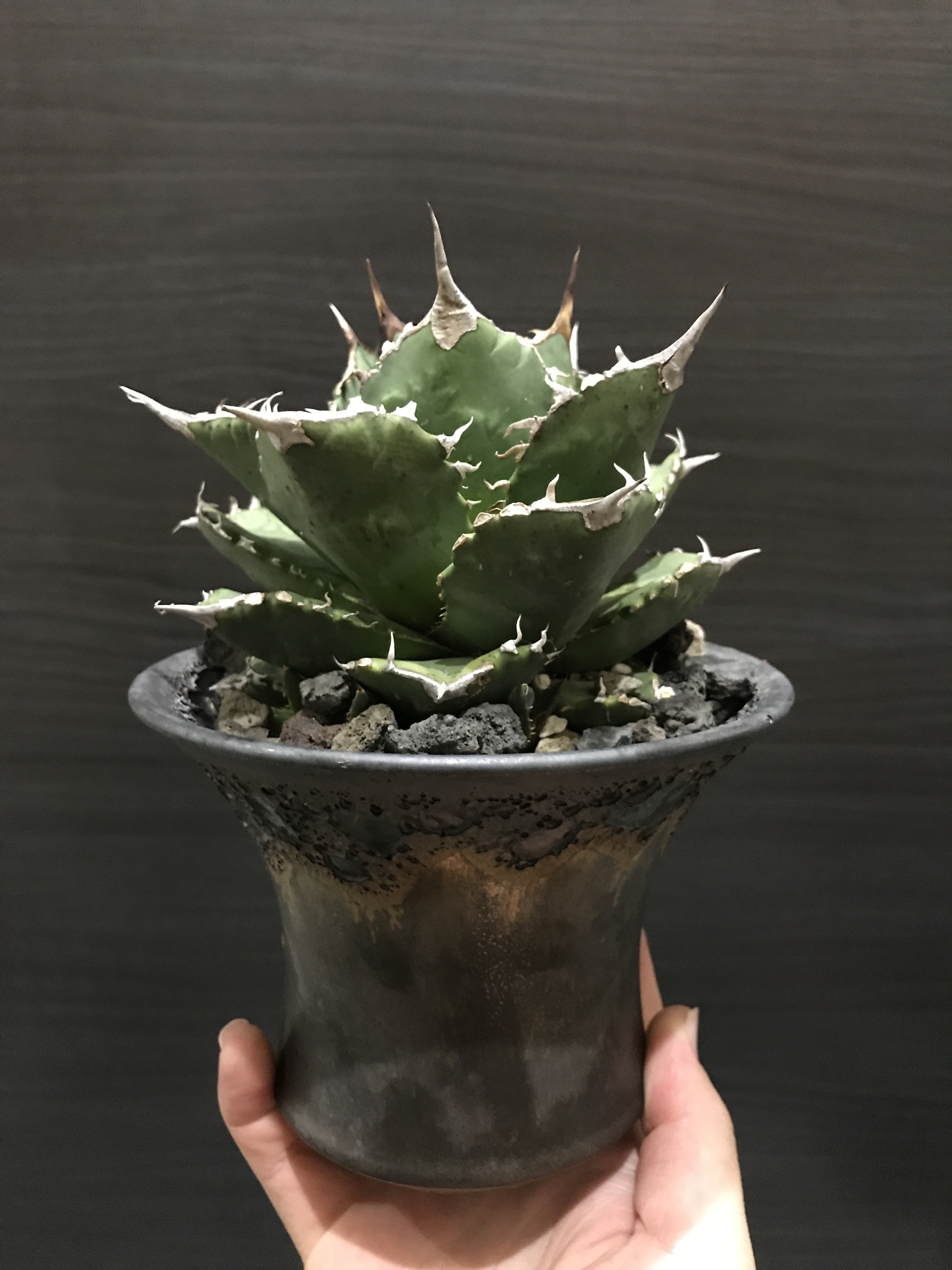 アガベ チタノタ Fo76 ドワーフ アガベ全般 アガベチタノタ小売 卸 育て方 陶器鉢の販売osp