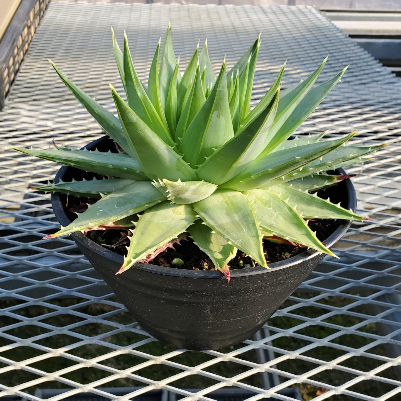 現品販売 アロエ ポリフィラ ７寸 送料込み 長谷川園芸