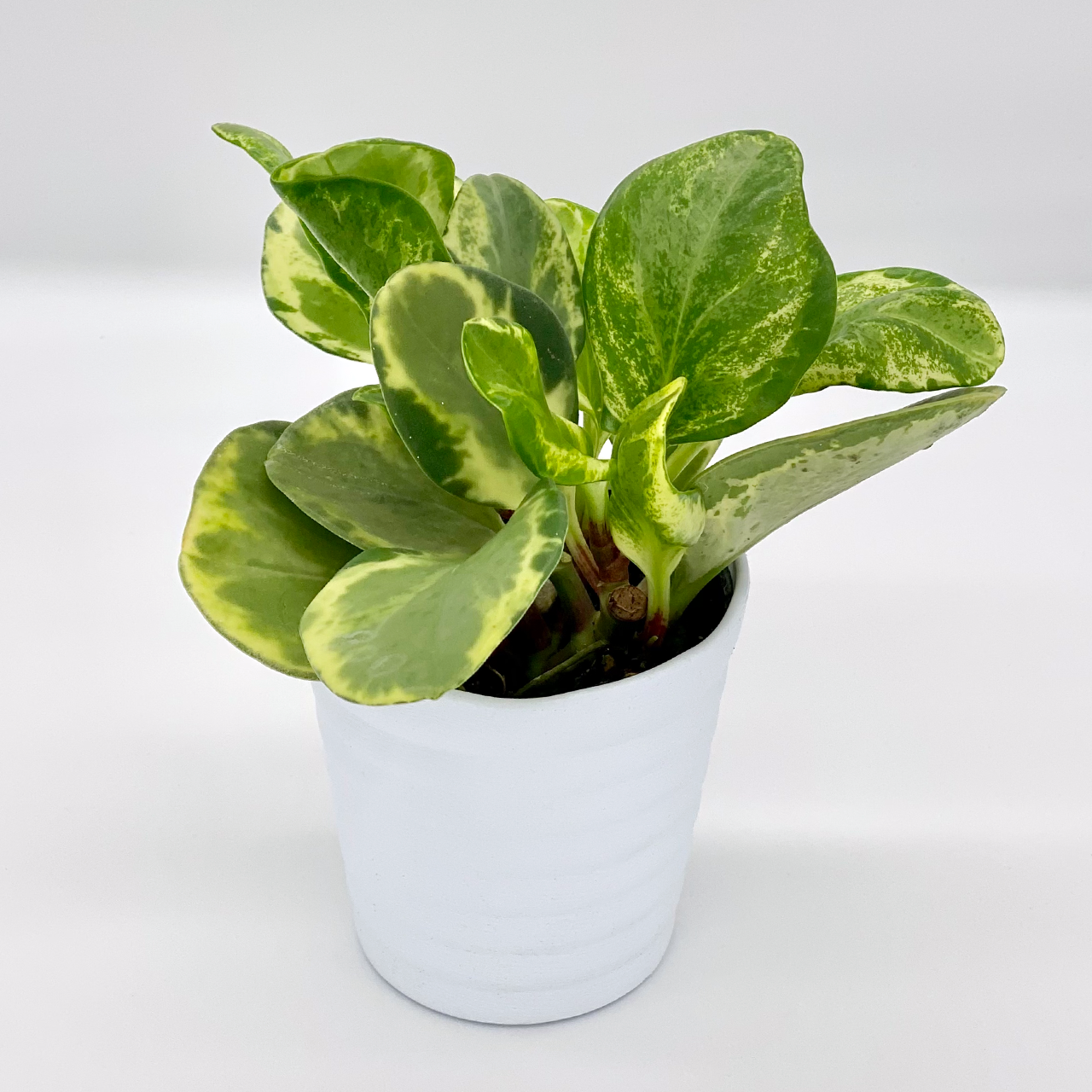 ２５ ペペロミア斑入り Ina工藝 Inakougei 観葉植物 多肉 園芸雑貨