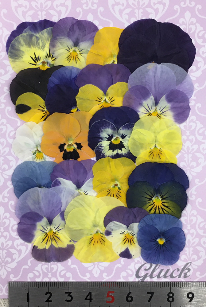 コンパクト押し花 ビオラmix 少量をパックにしてお届け 押し花素材 はなはなぐりゅっけ