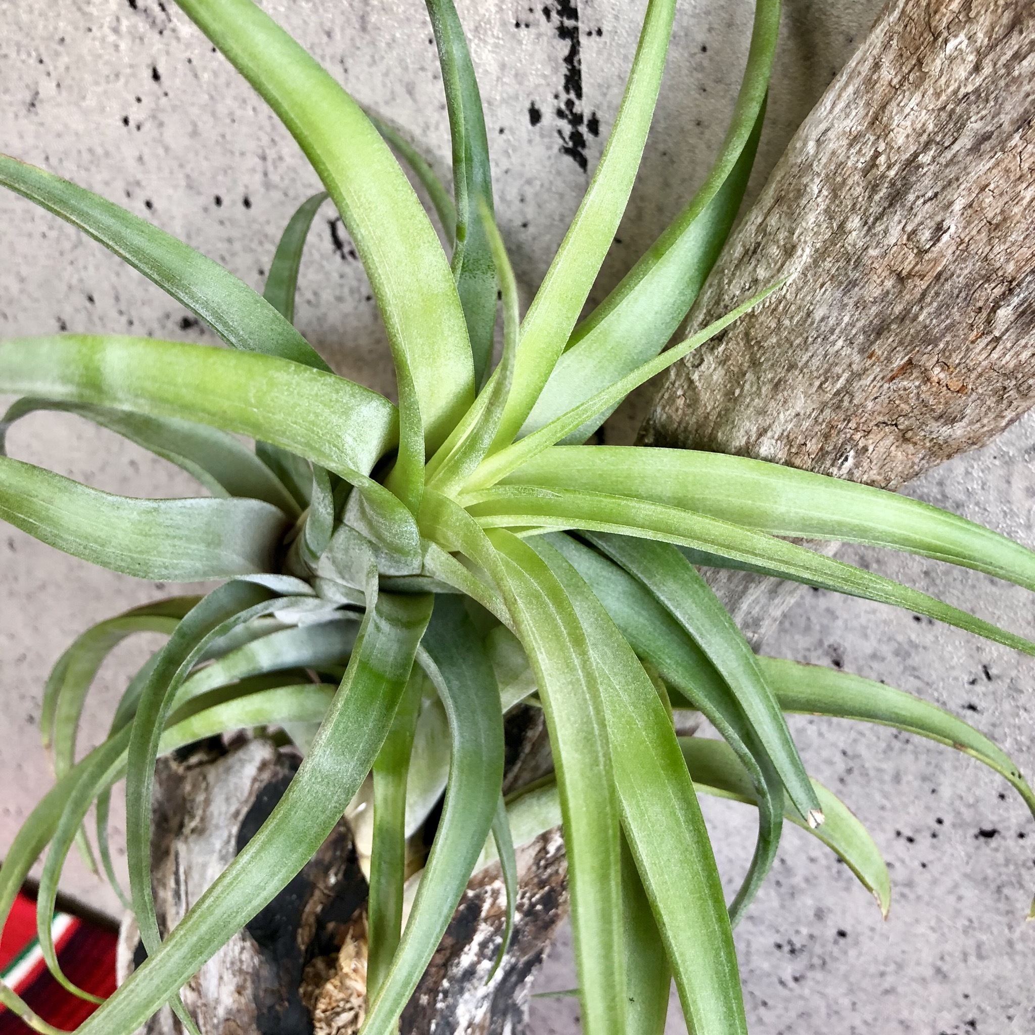 チランジア フレクスオーサ 流木 Planet Plants プラネットプランツ チランジア フレクスオーサ 流木 Planet Plants プラネットプランツ